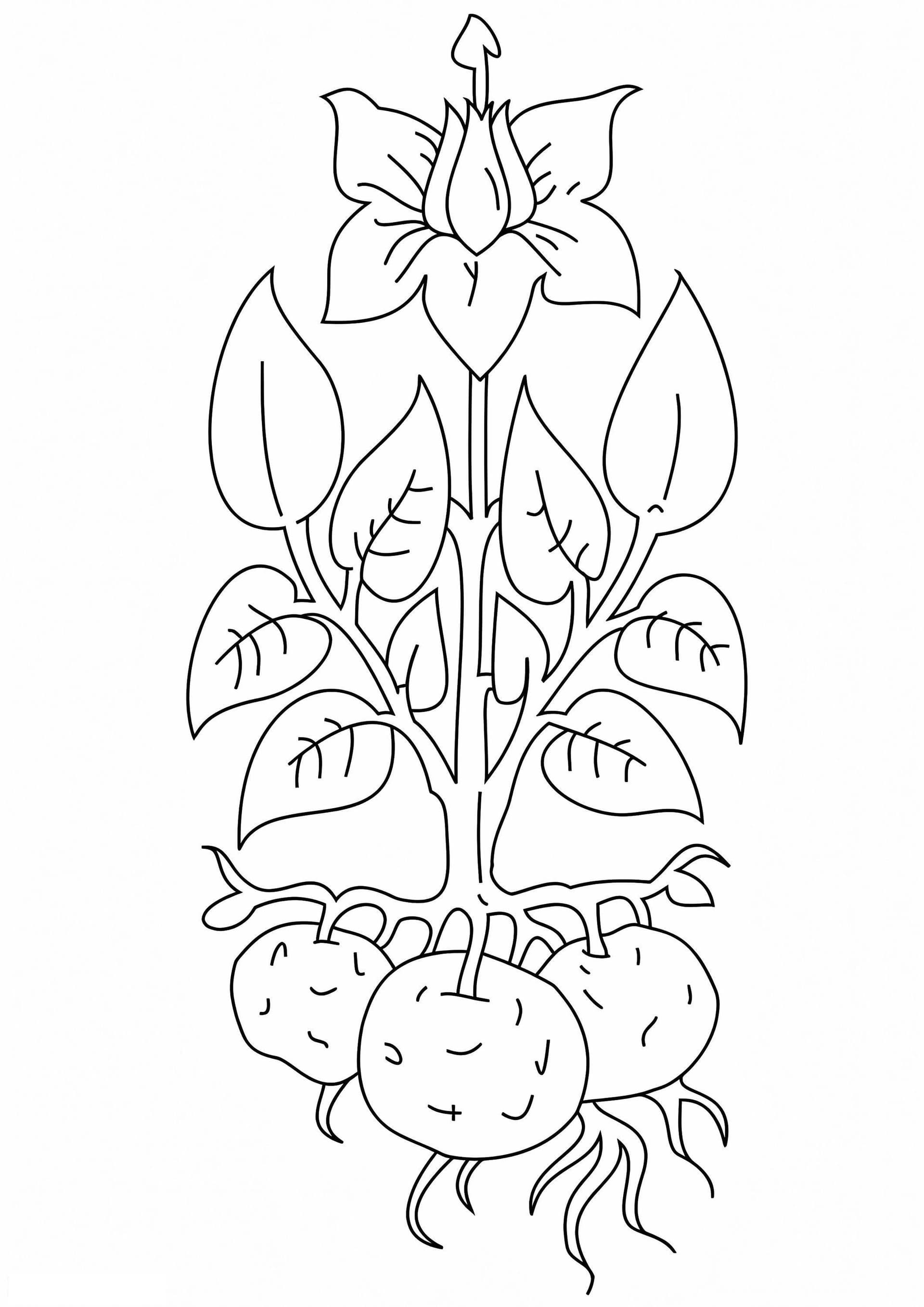 Potato Tree