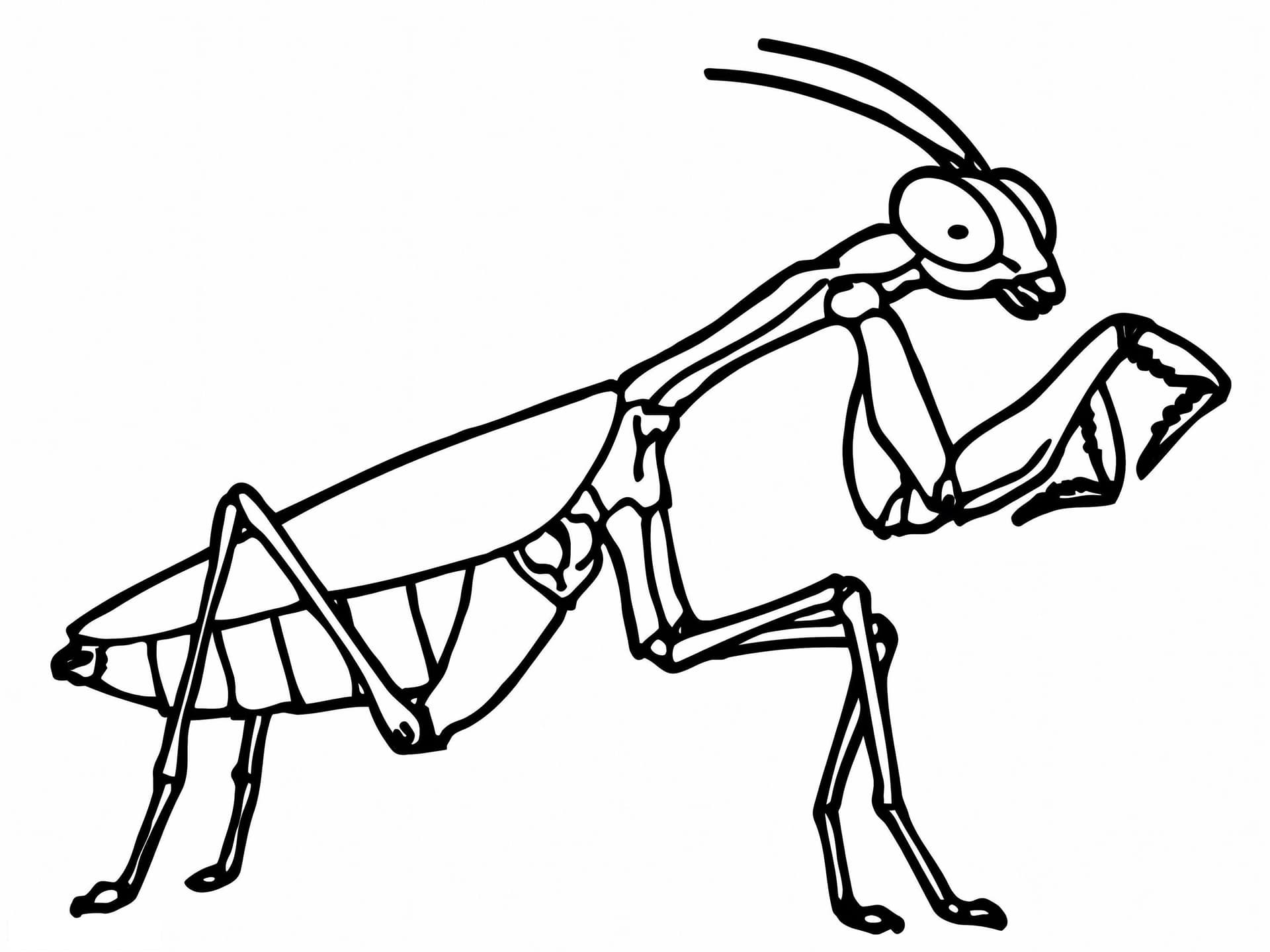 A Praying Mantis