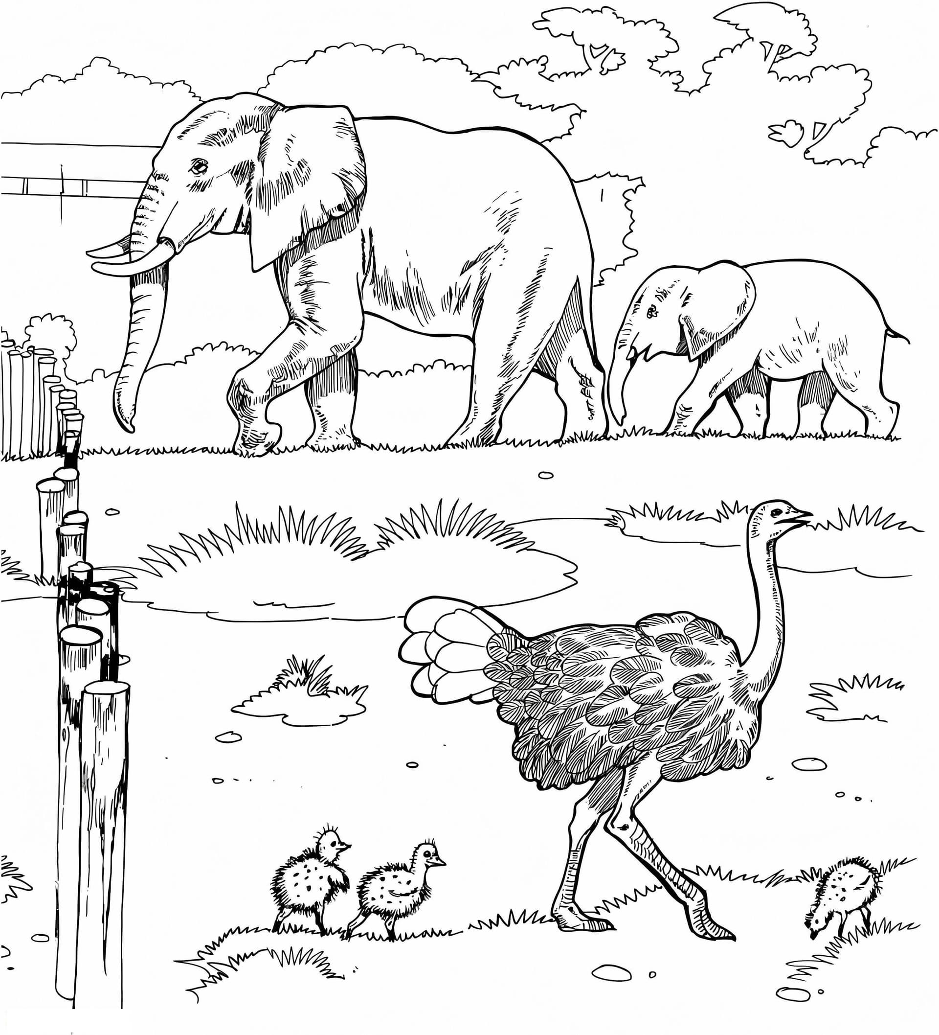 African Animals
