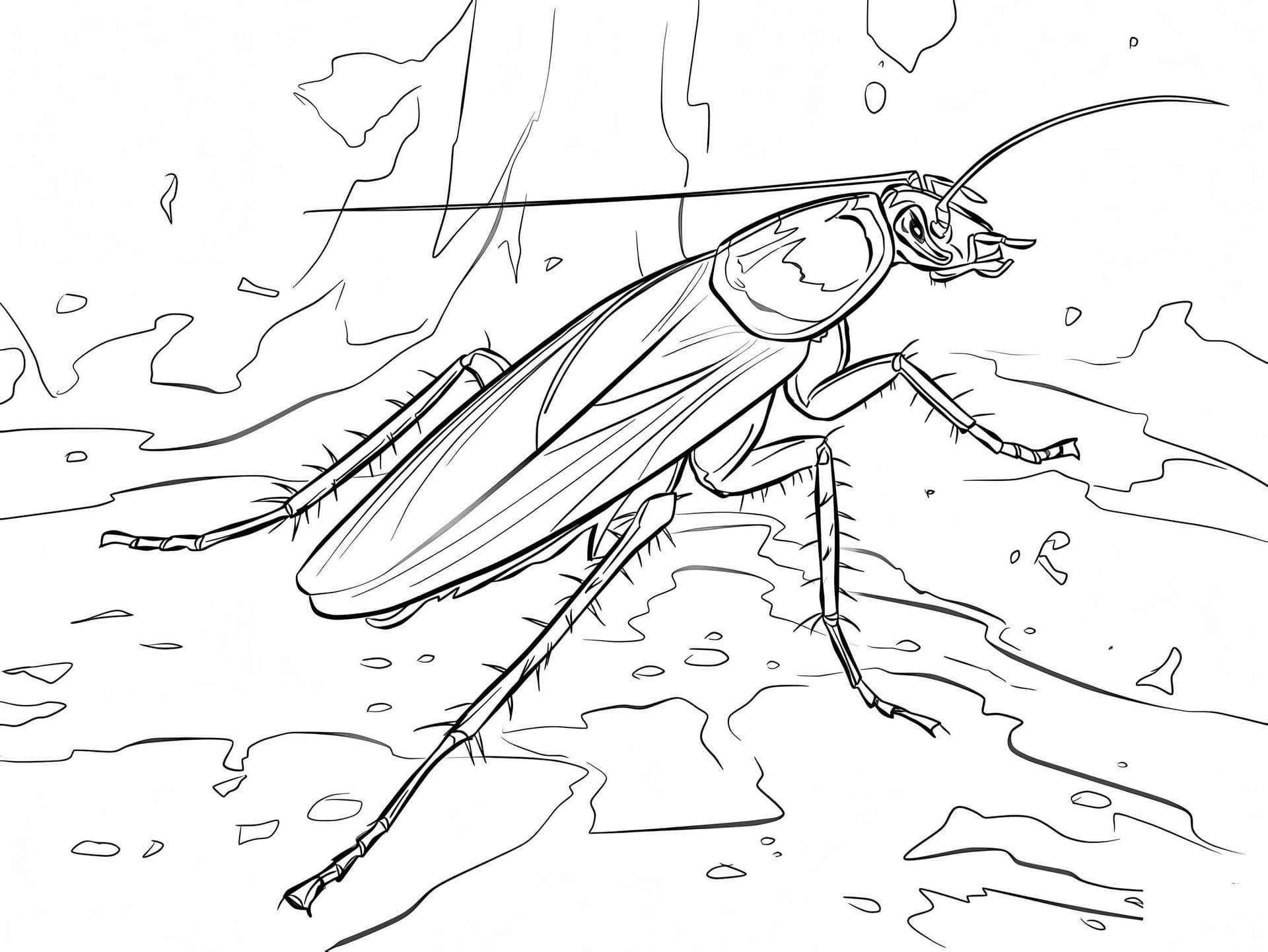 American Cockroach