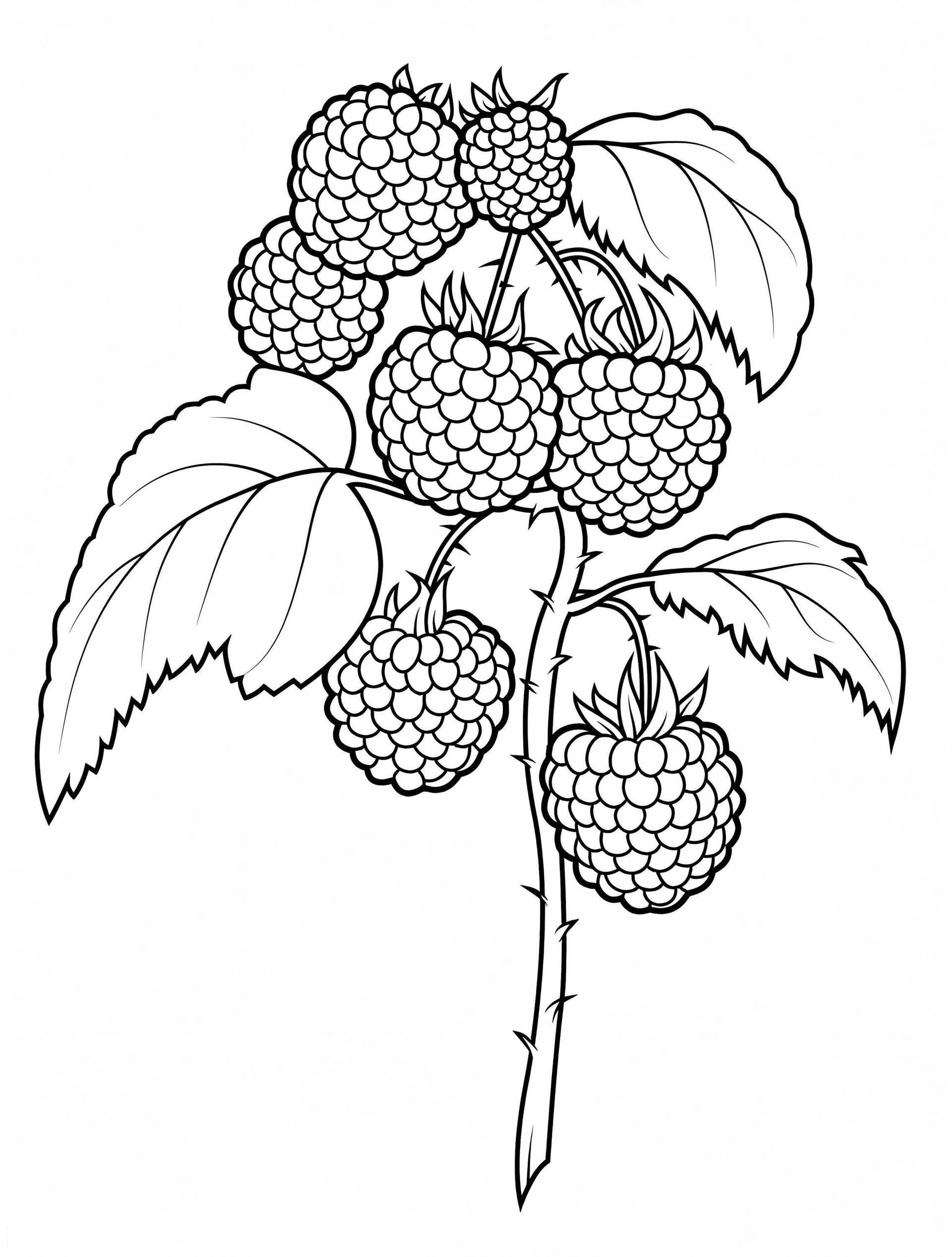 Mulberry Tree