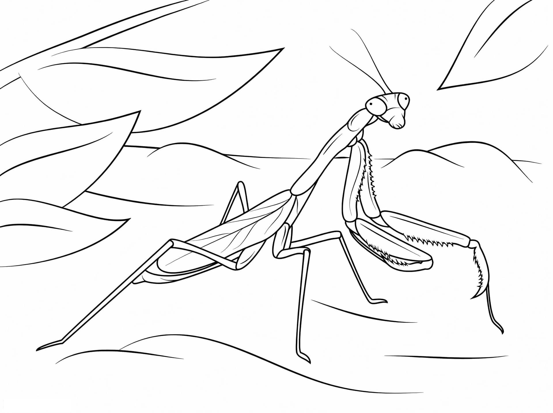 Arizona Praying Mantis