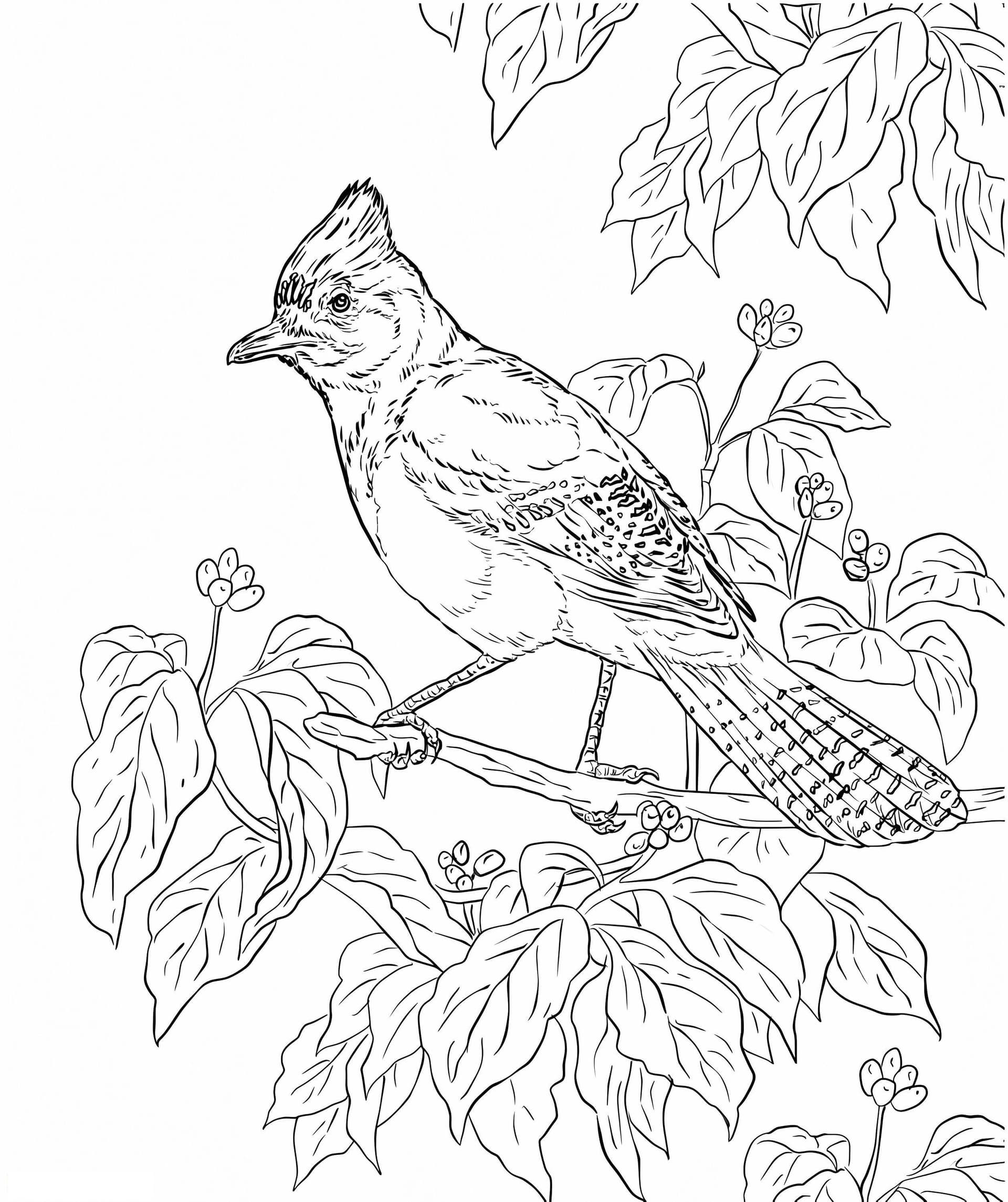 Jays On Tree Branch