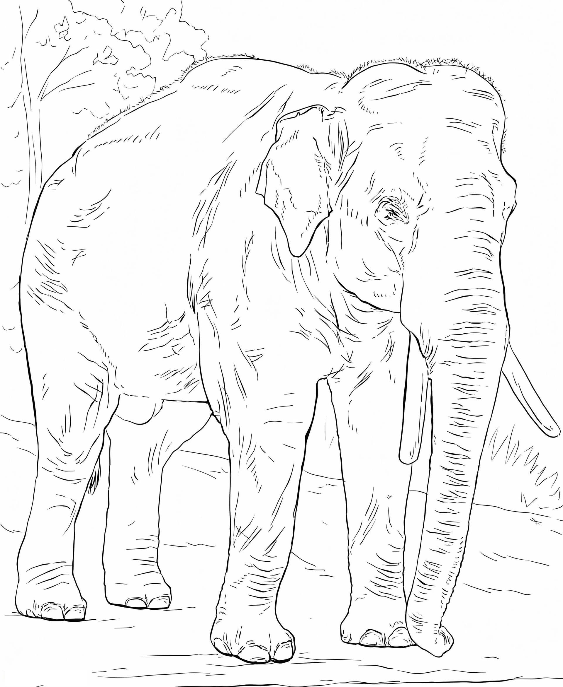 Asiatic Elephant