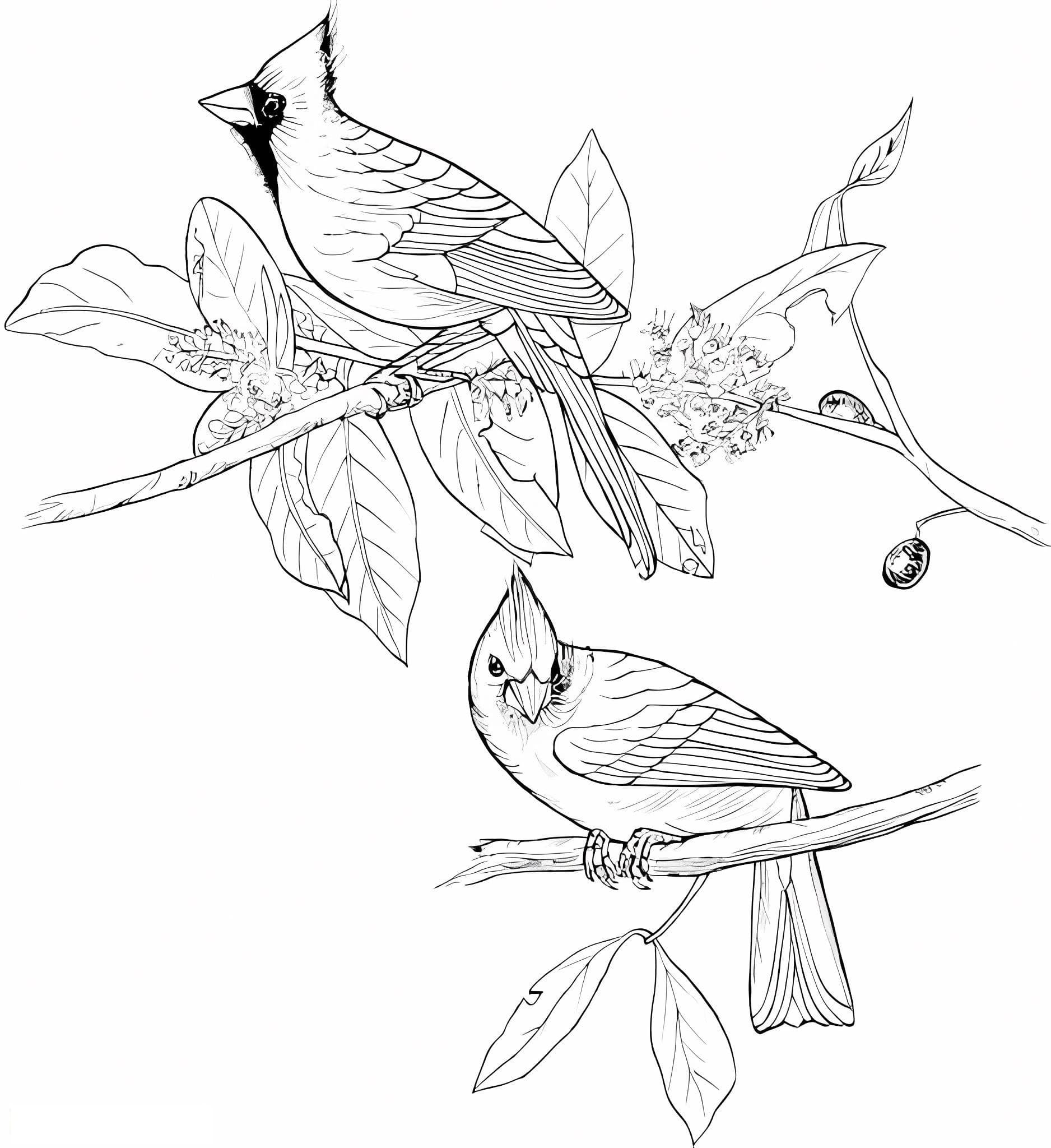 Good Cardinal