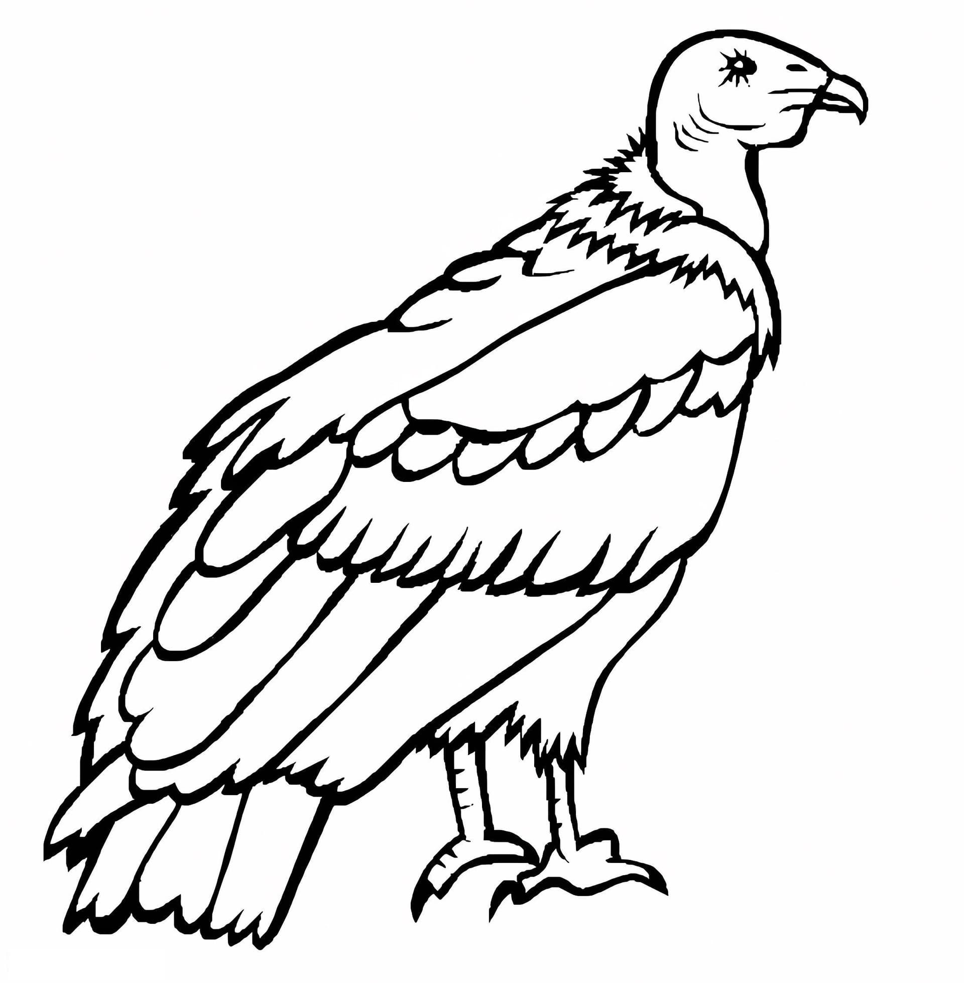 Andean Condor