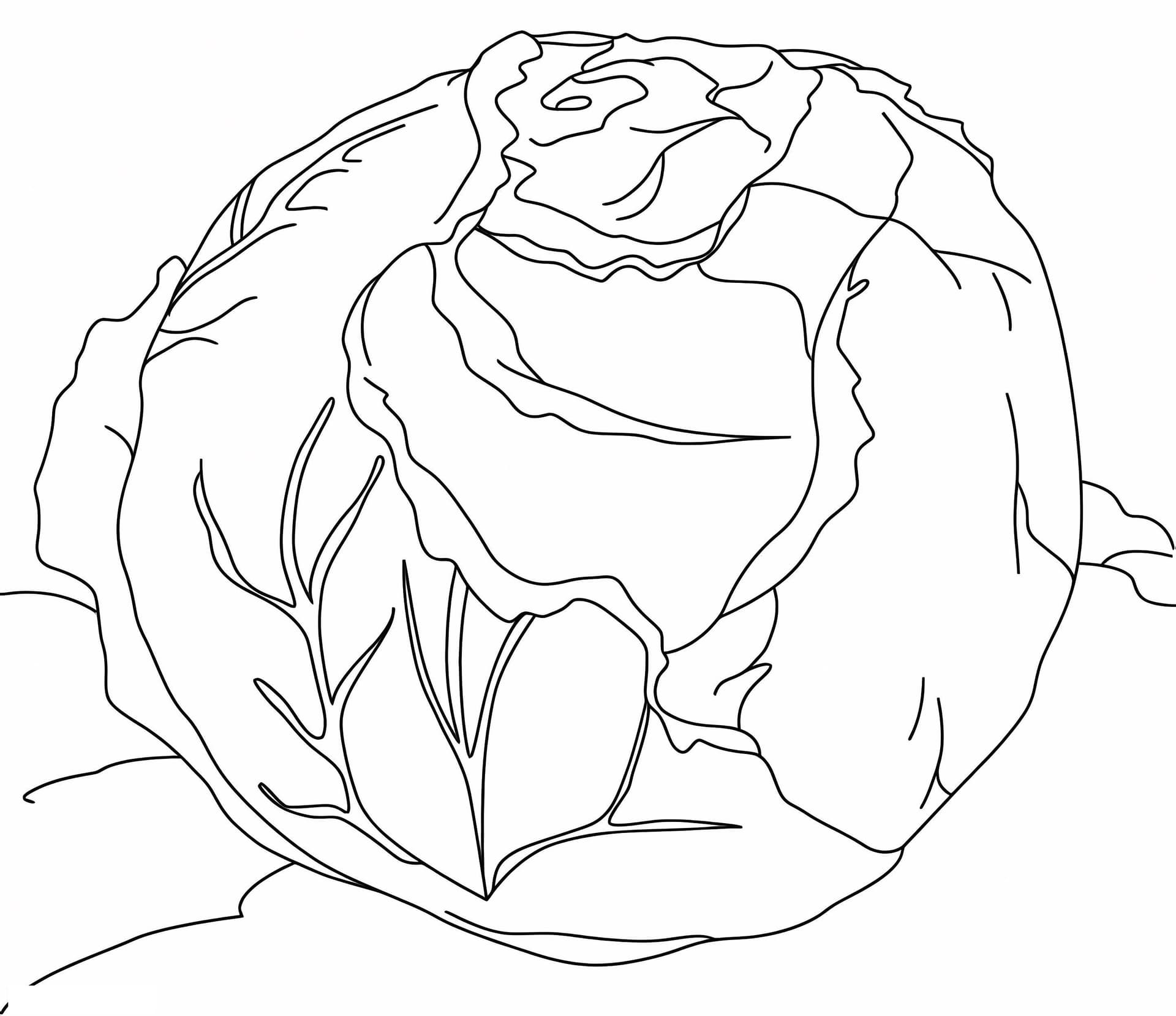 Cabbage 4