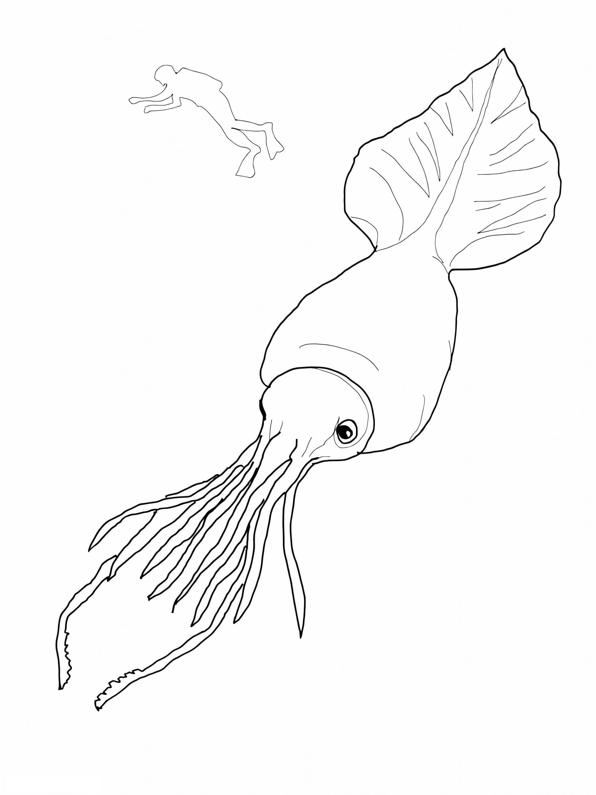 Squid And People