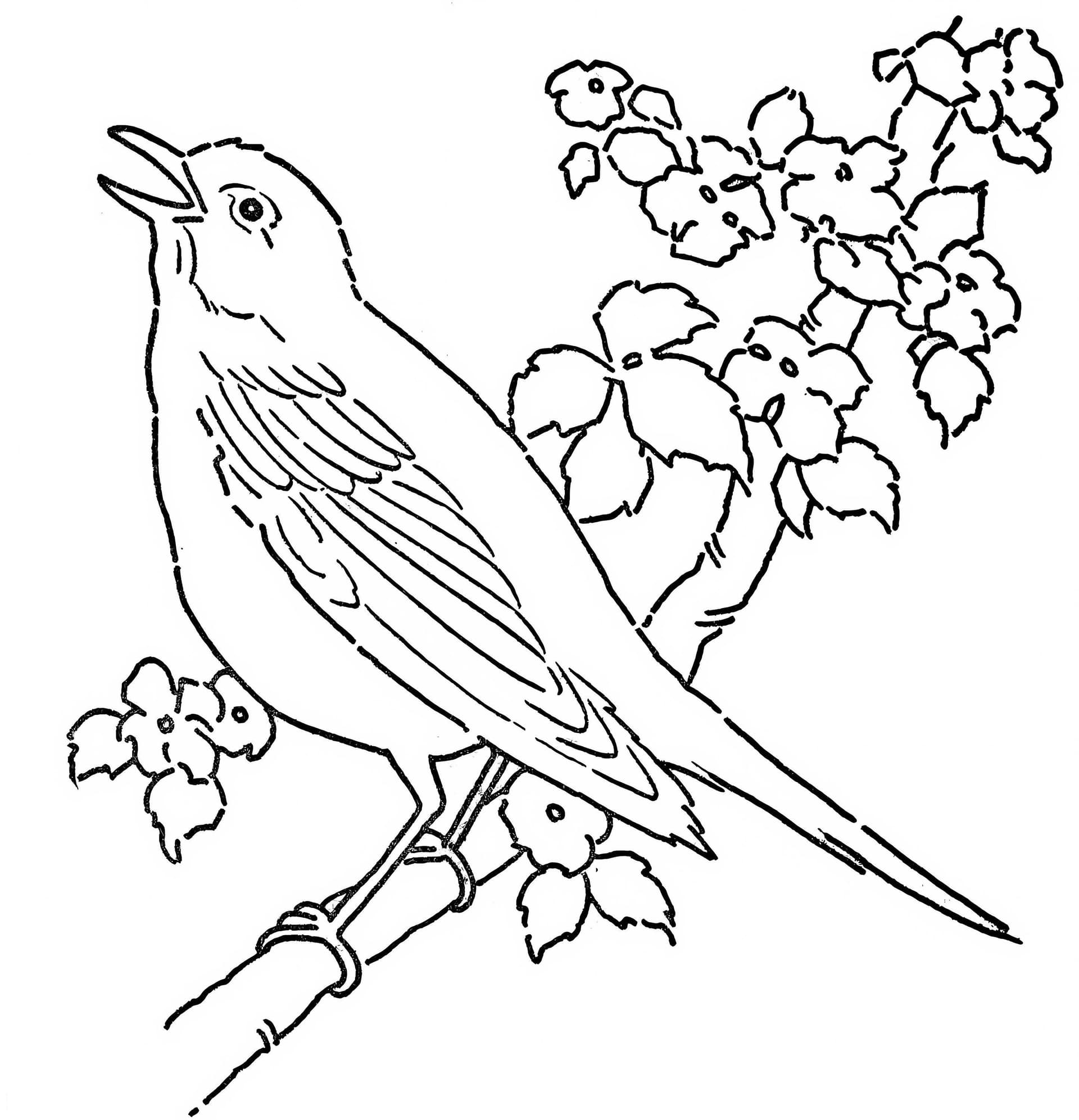 Canary Sings On Tree Branch