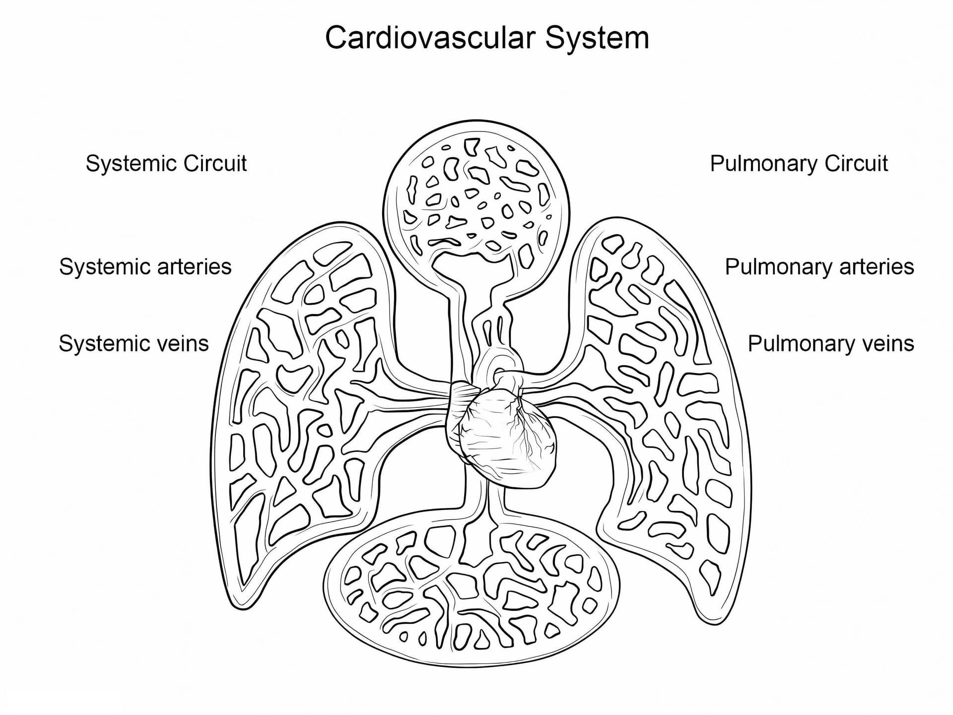 Cardiovascular System