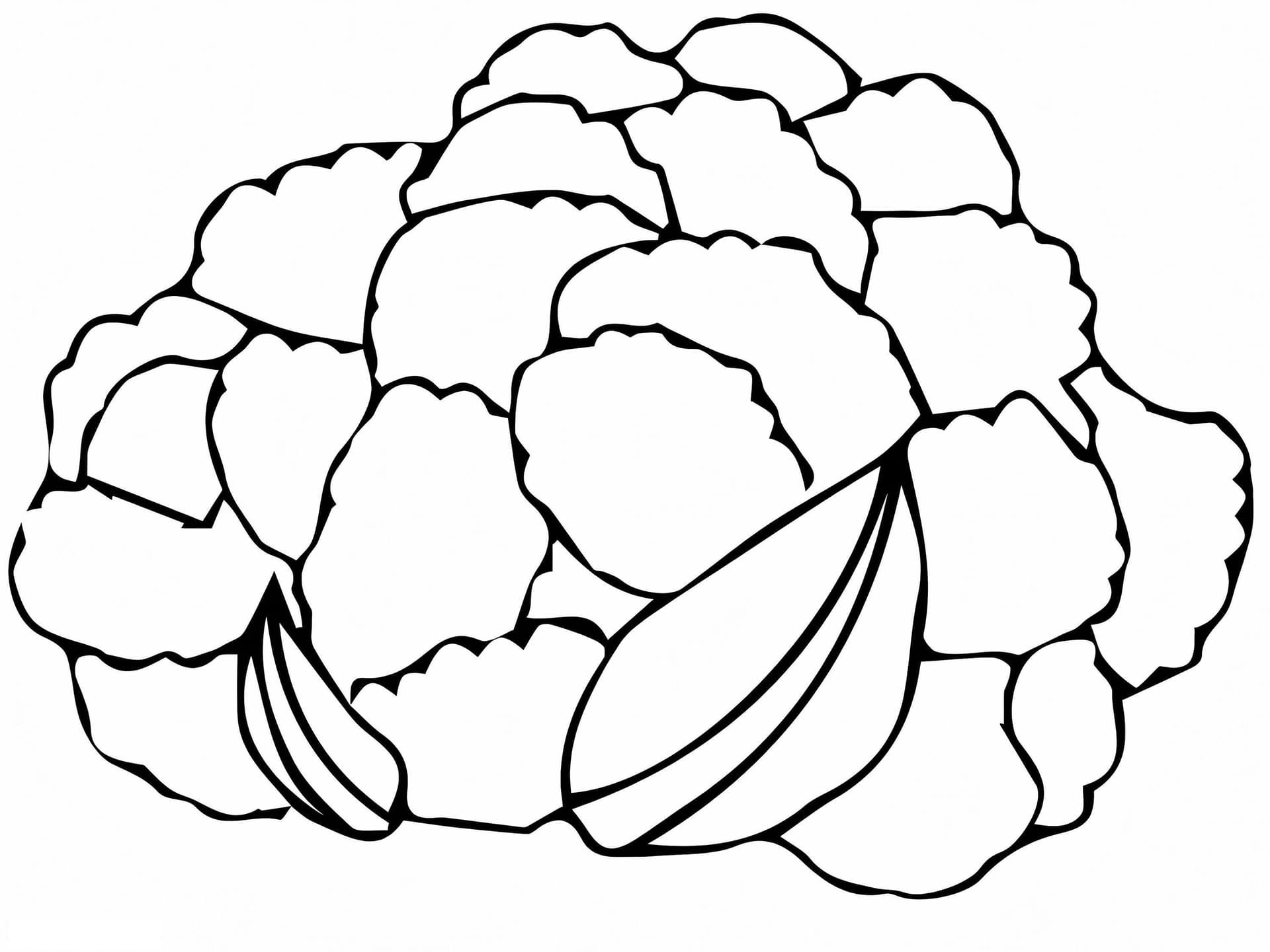 Cauliflower Head