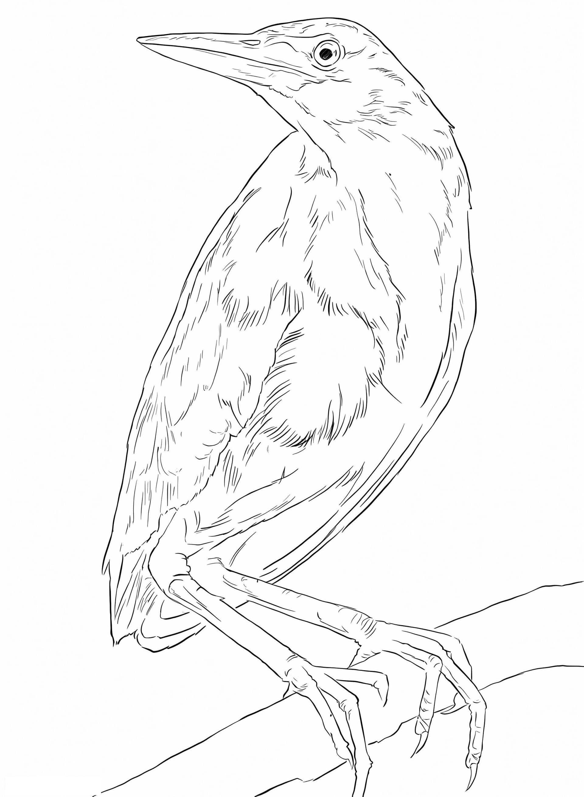 Cinnamon Bittern