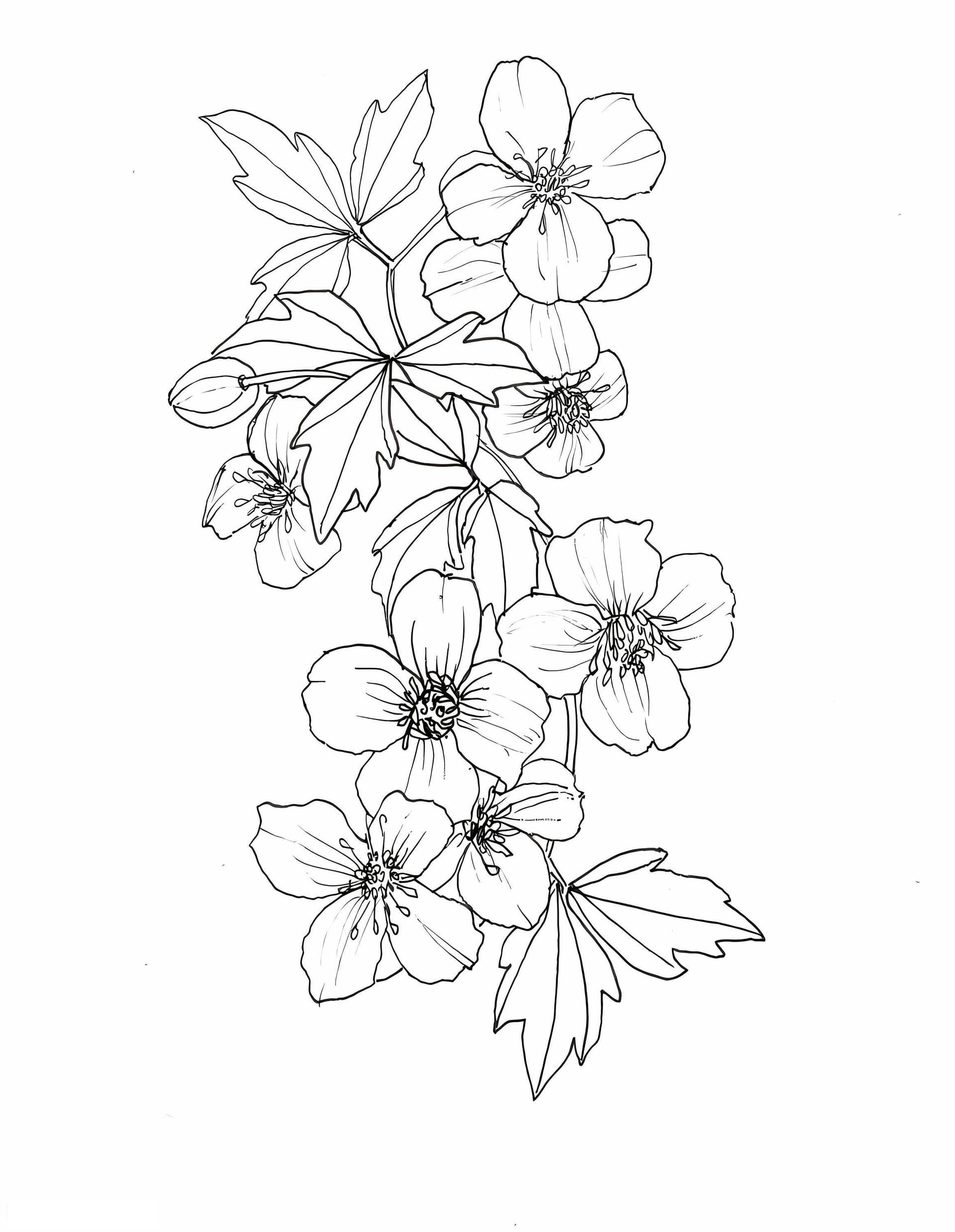 Clematis Perfecta