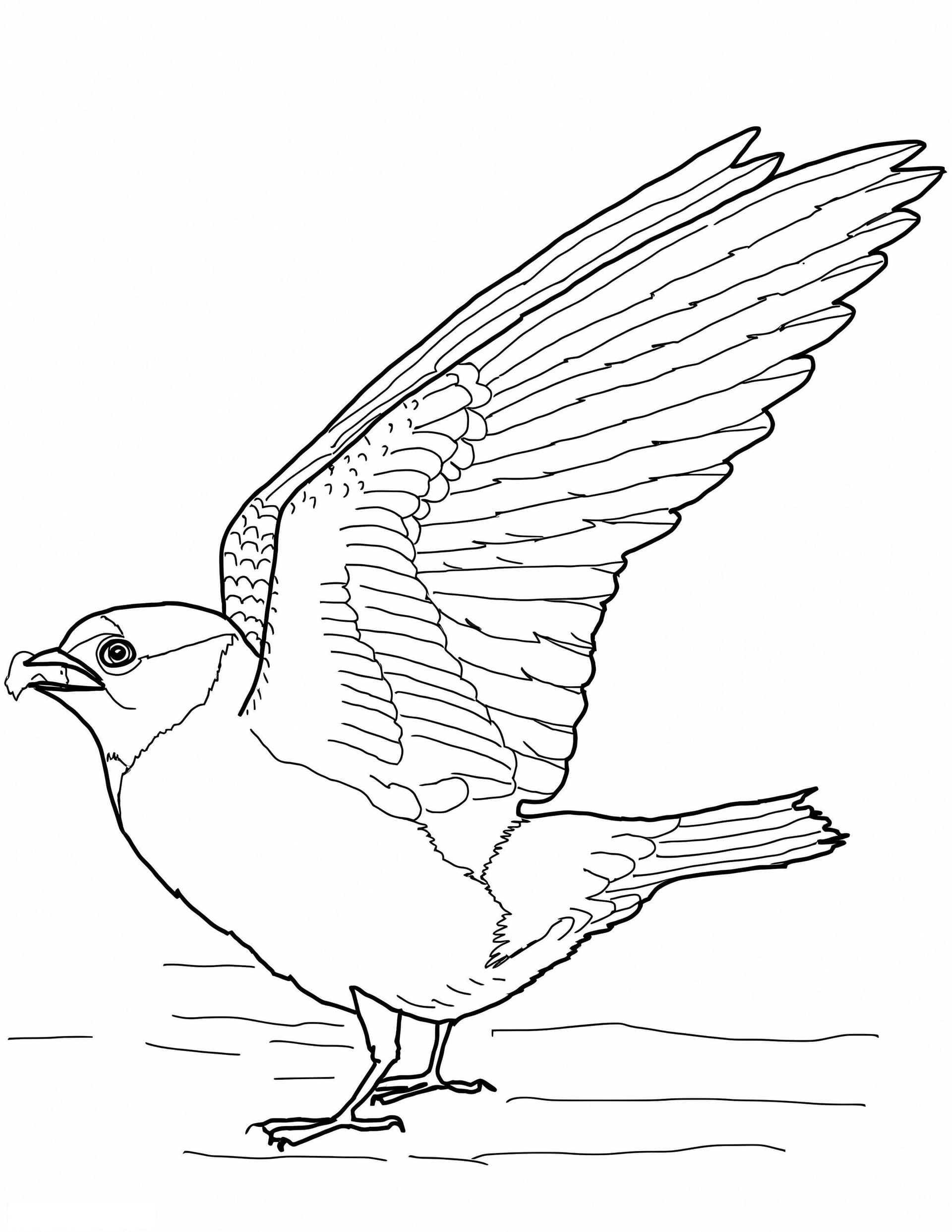 Cliff Swallow 1