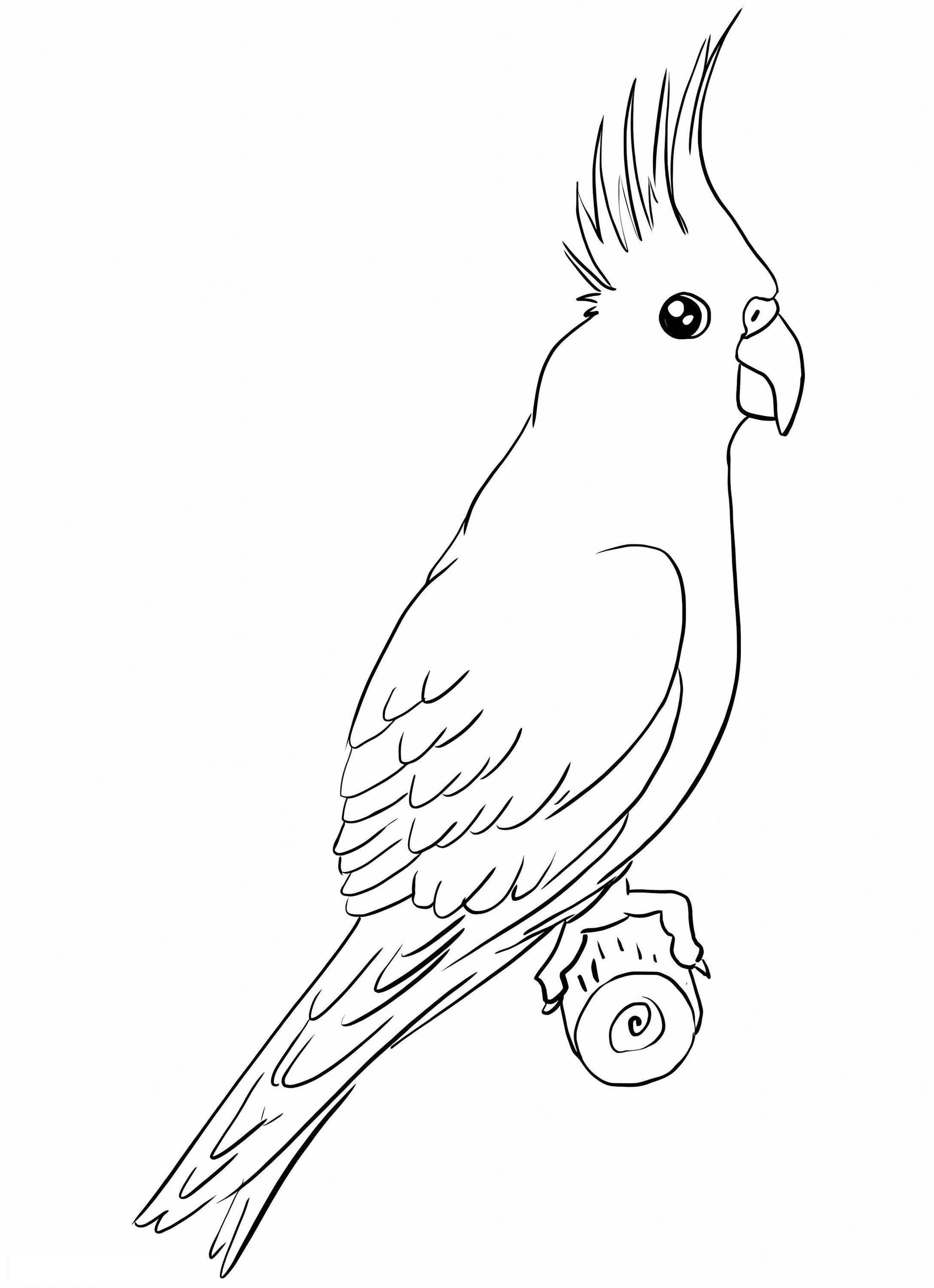 Cockatiels 5