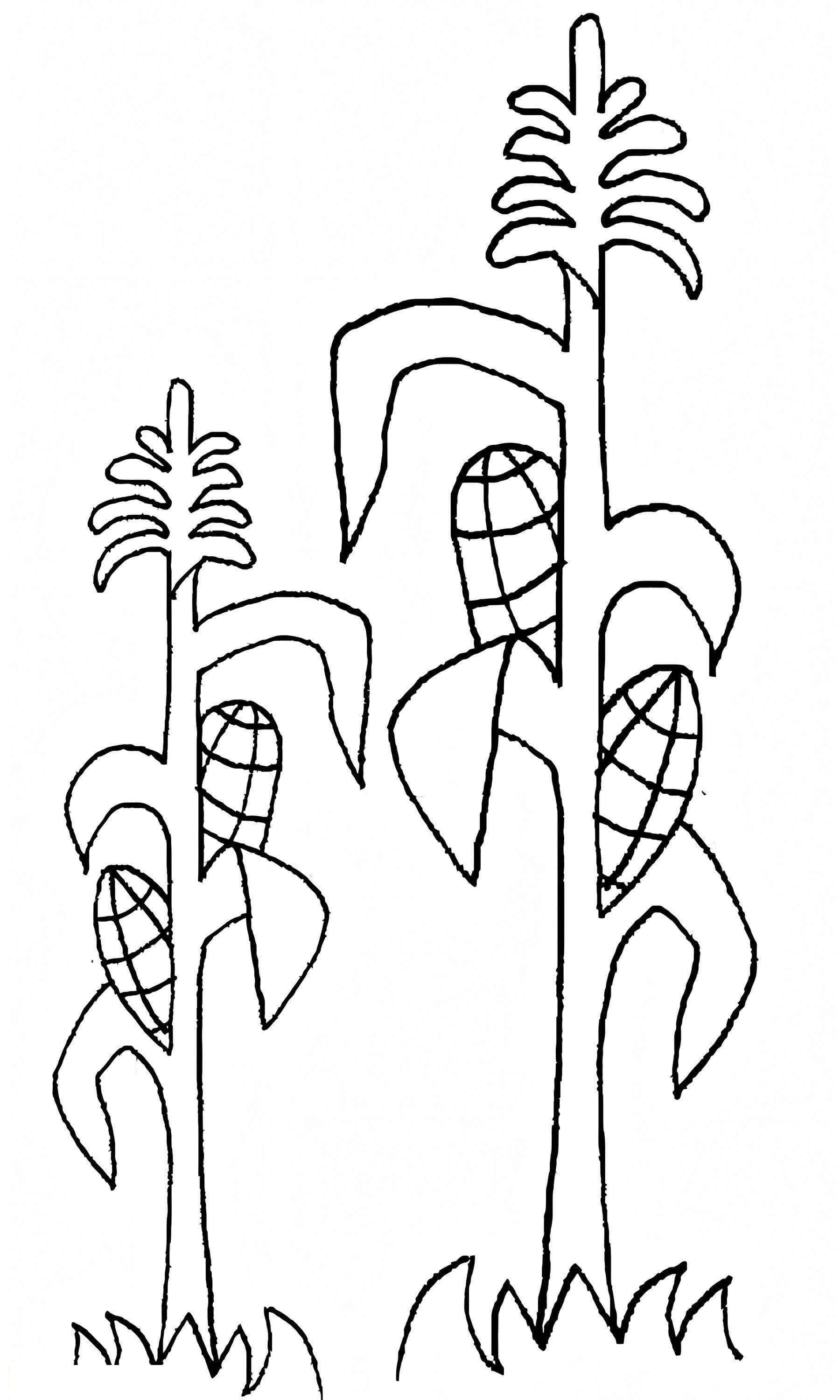 Growing Corn Cobs