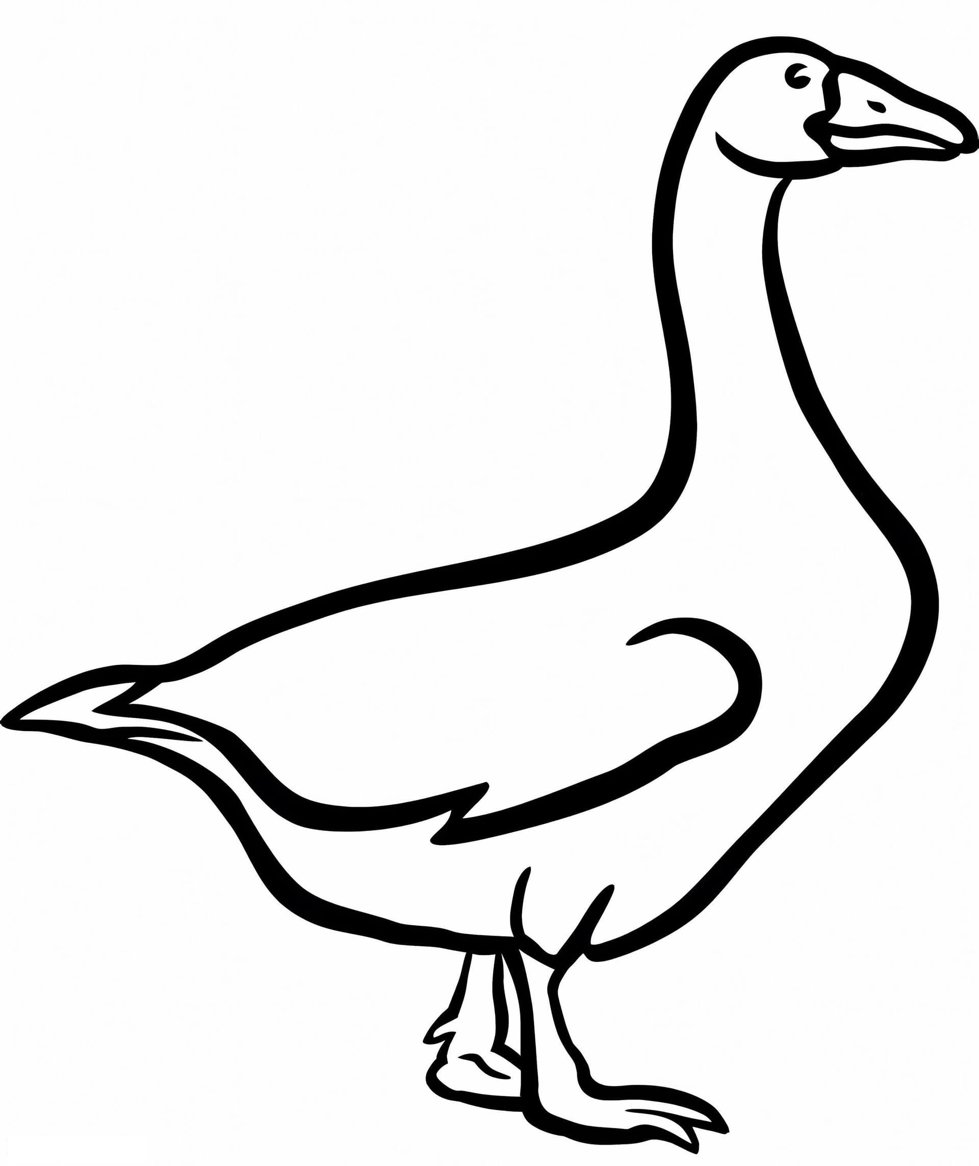 Domestic Goose