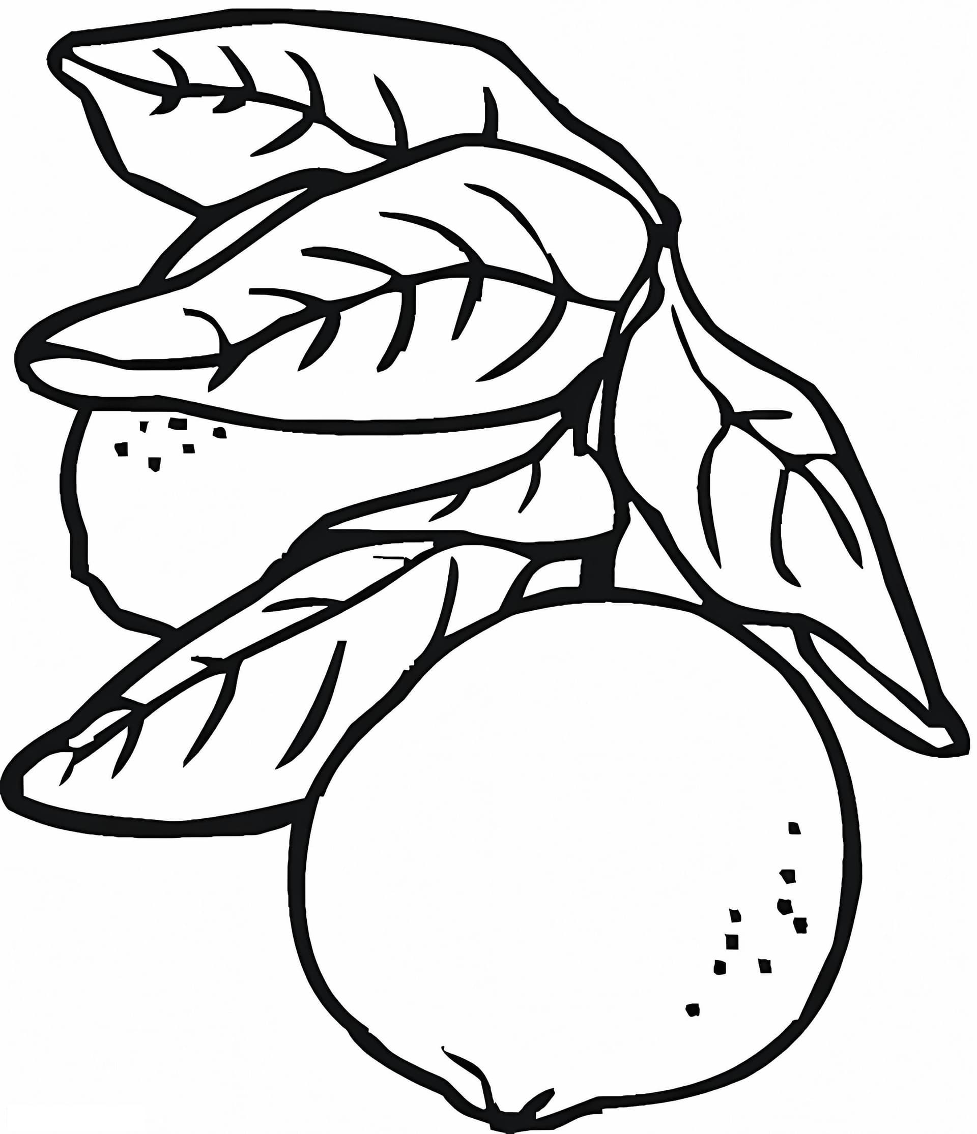 Two Lemons With Leaves