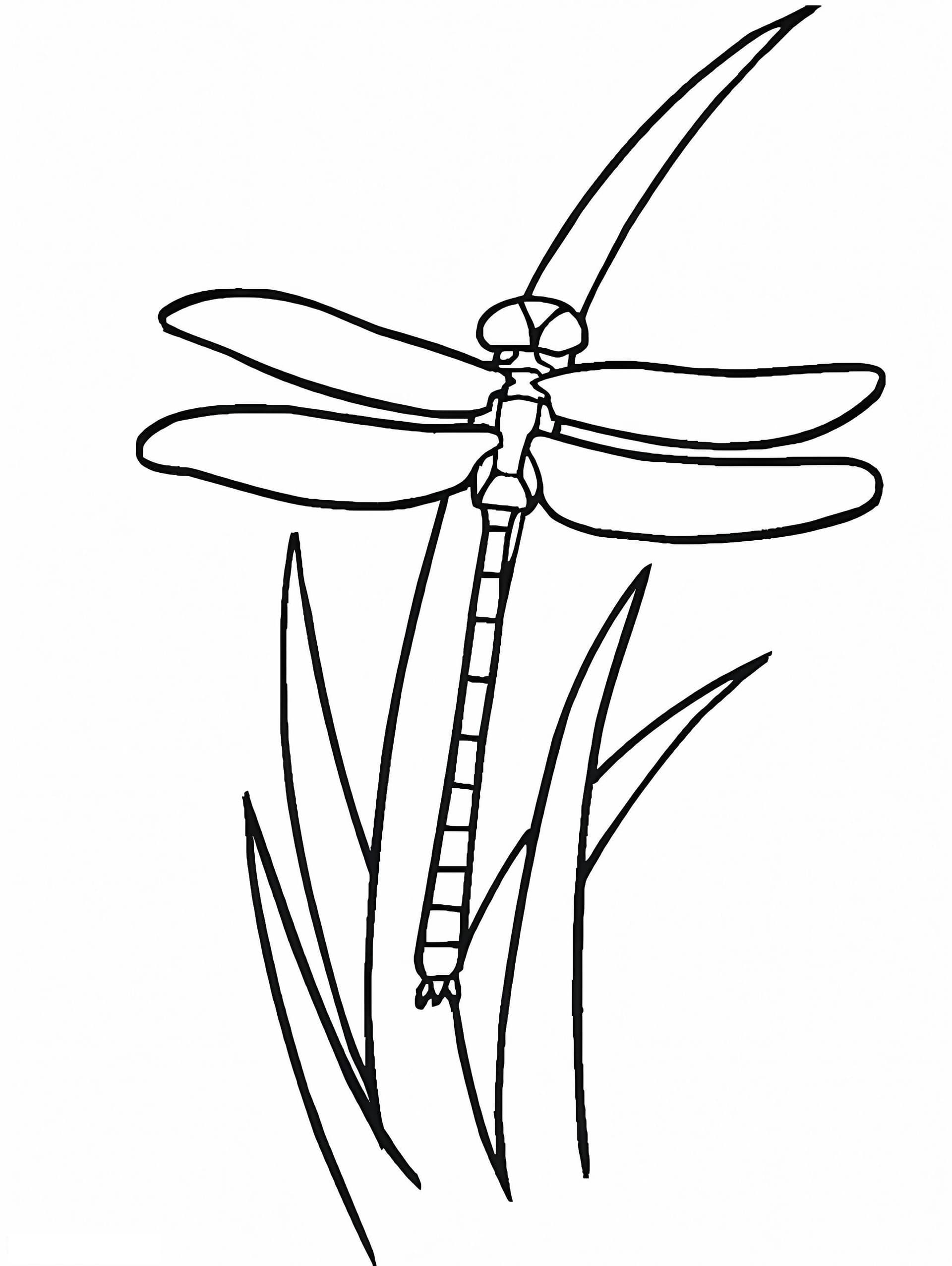 Dragonfly On Grass