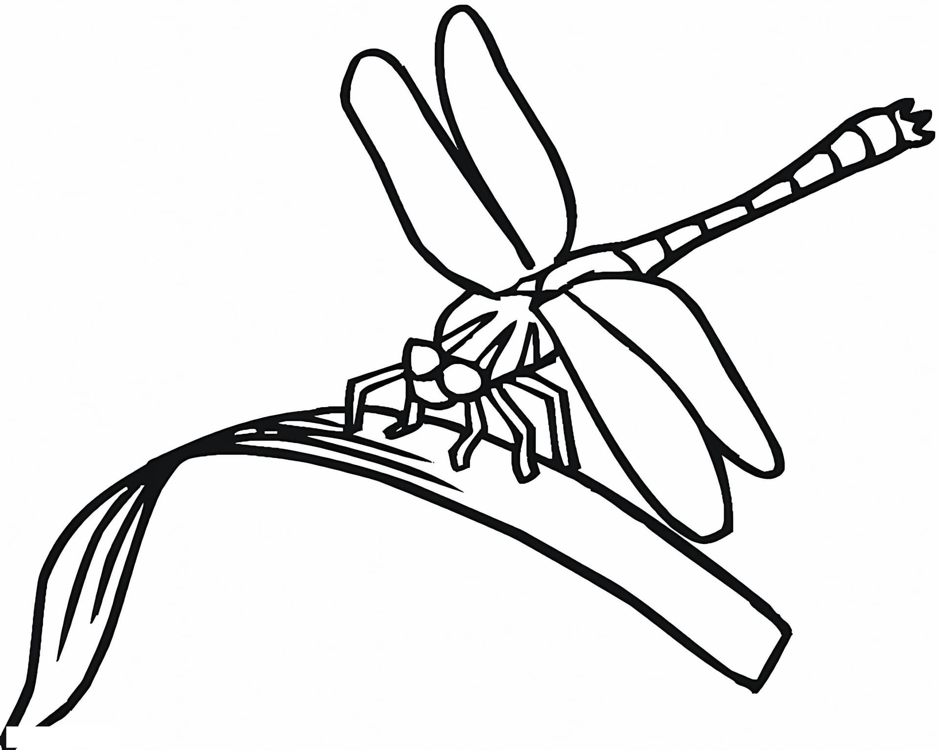 Dragonfly On Leaf