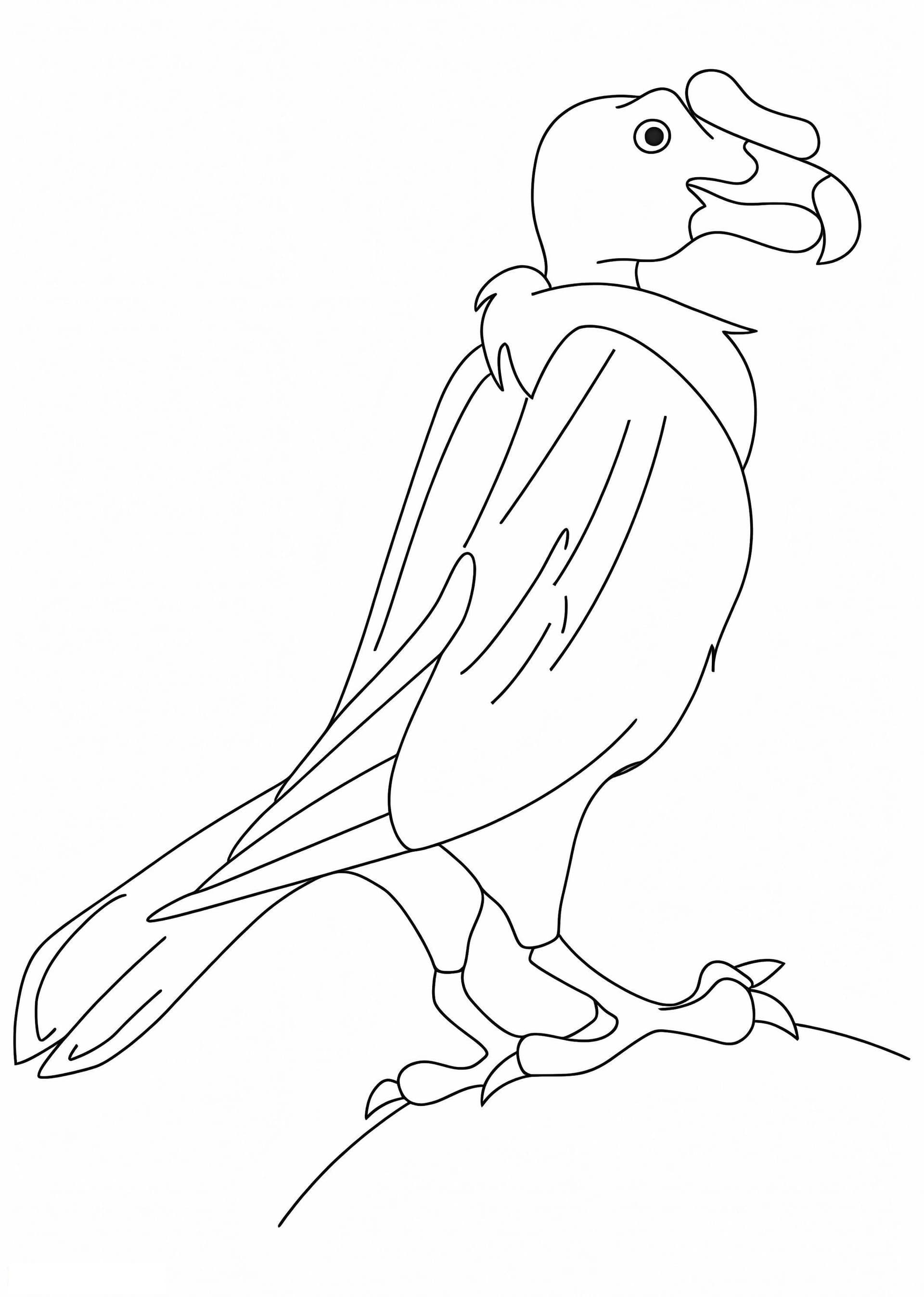 Sweet Condor