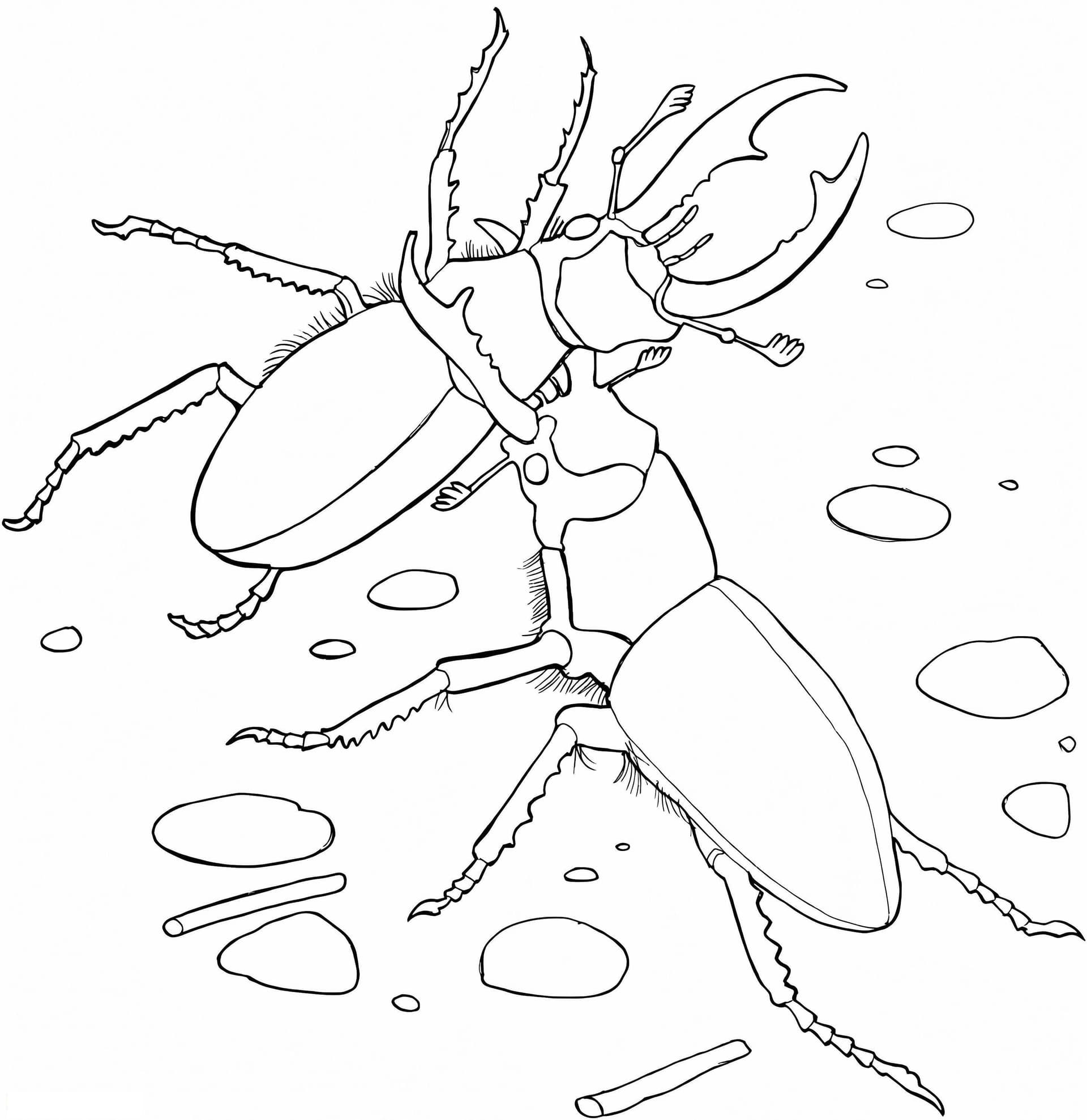 Elephant Stag Beetles