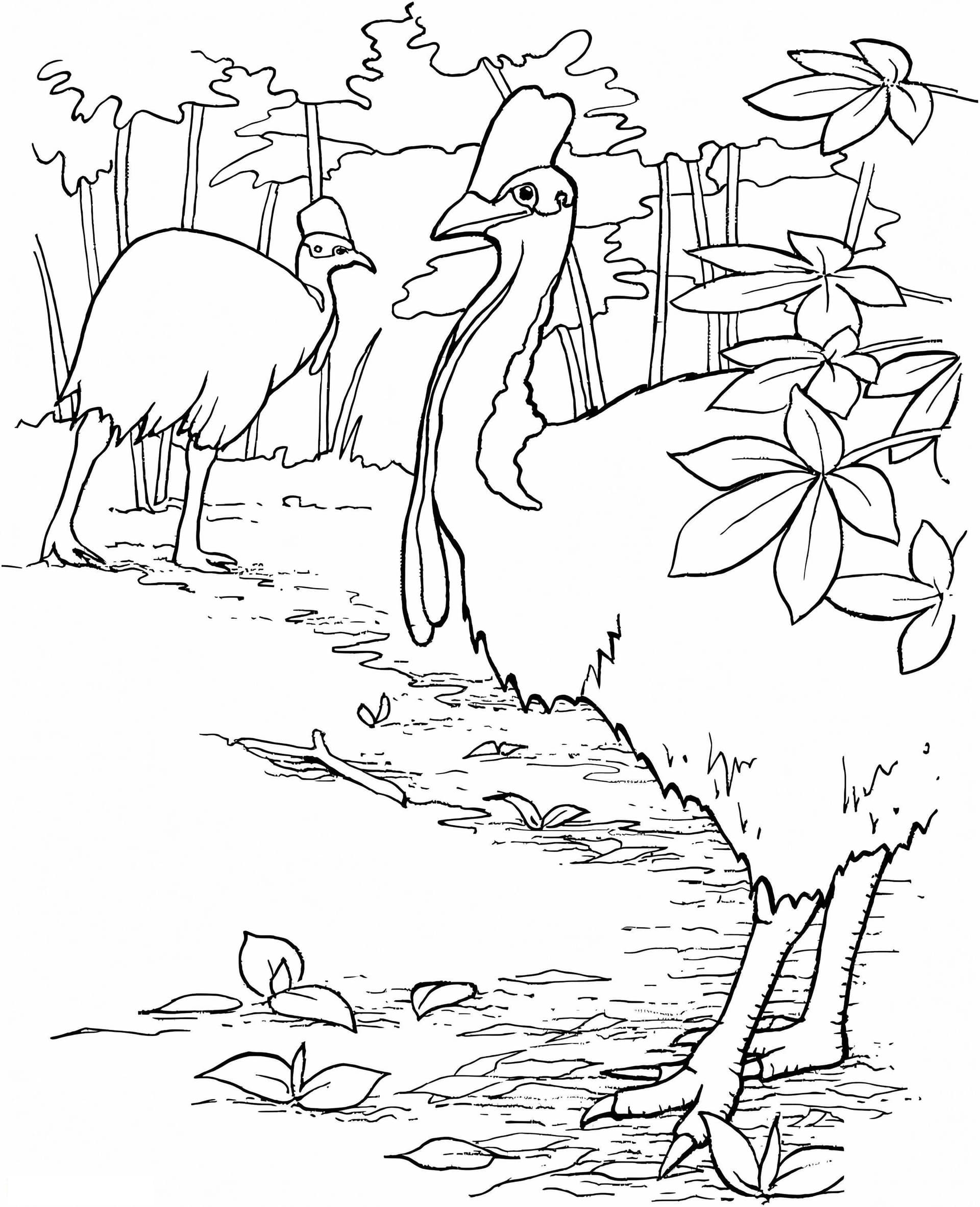 Emu Birds