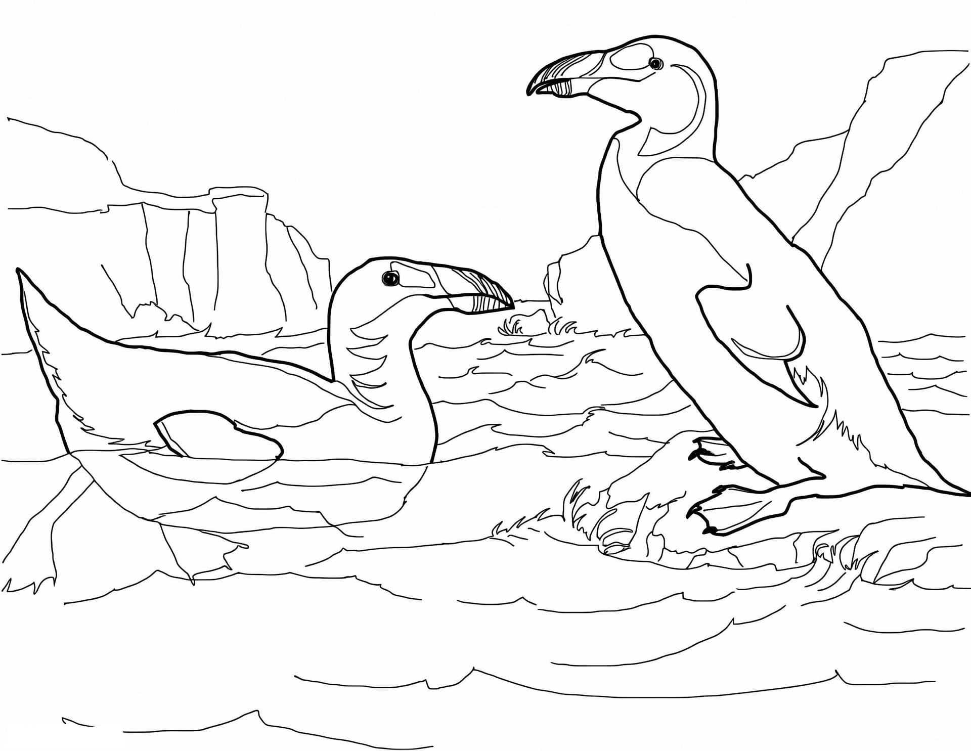 Extinct Great Auk