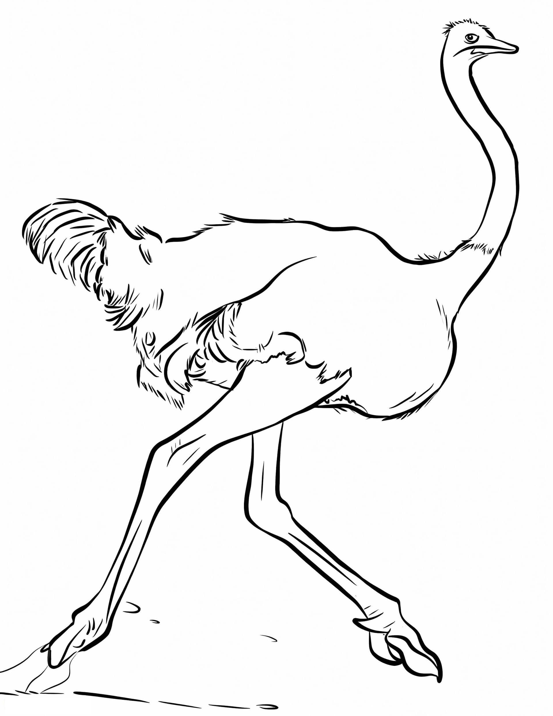 Fast Ostrich