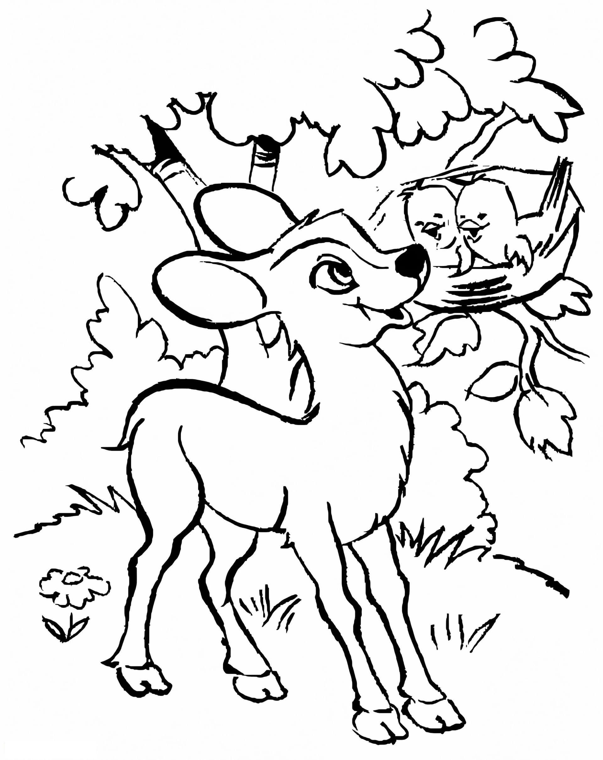 Fawn And Birds