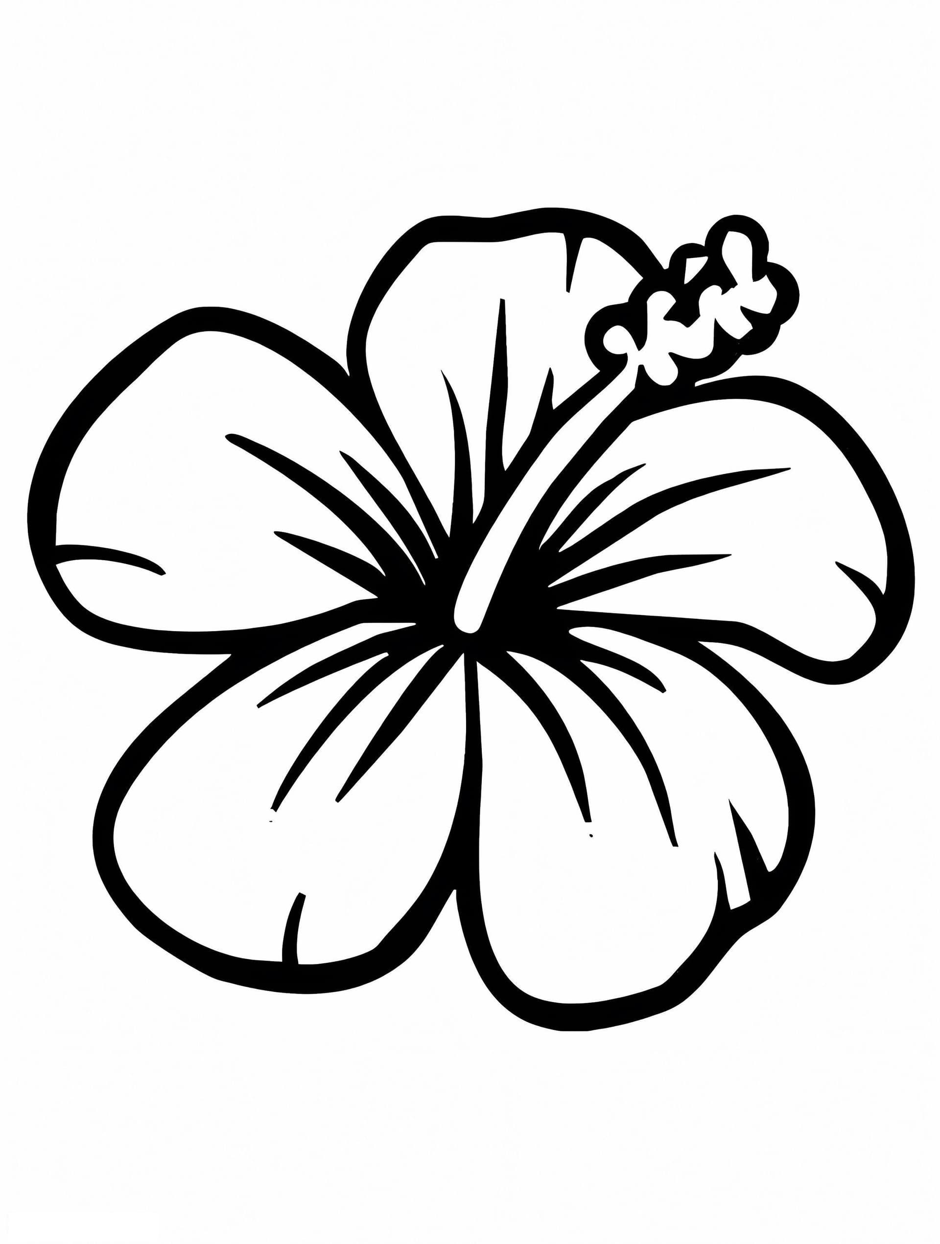 Hibiscus Flower 7