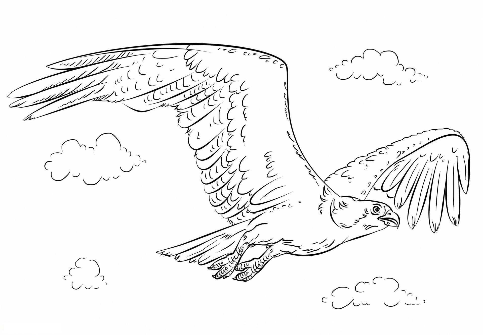 Flying Osprey