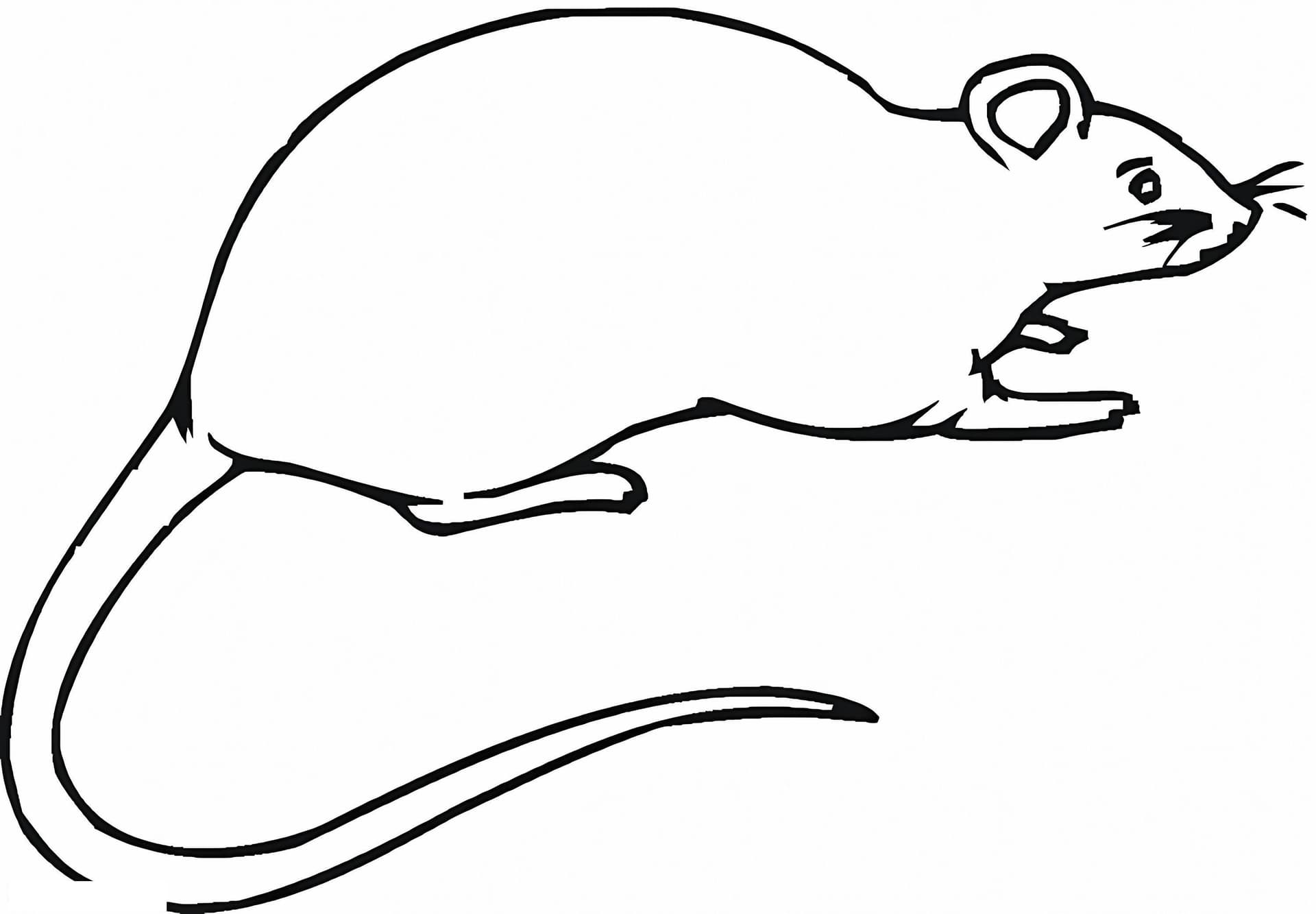 Free Rat