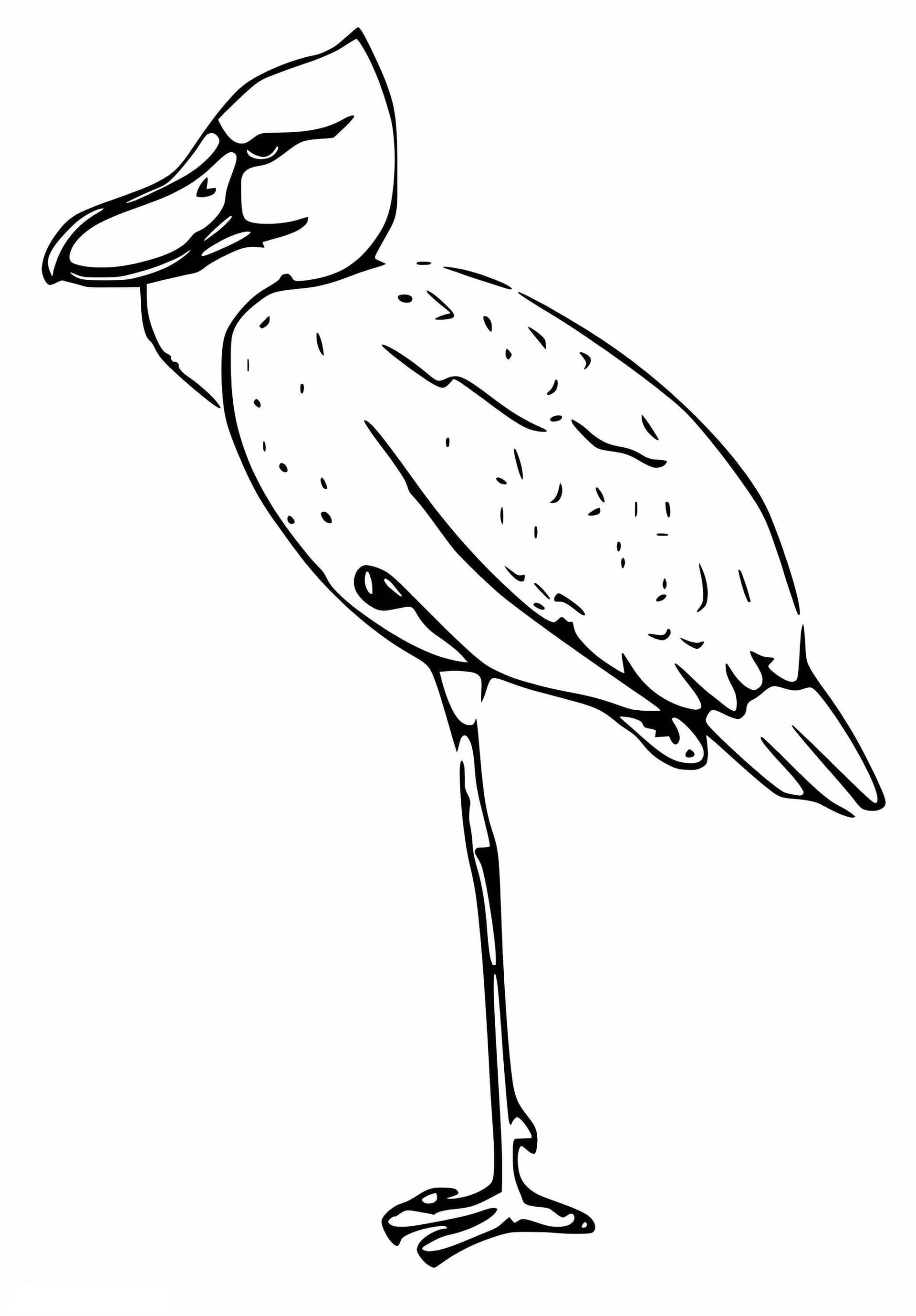 Free Shoebill