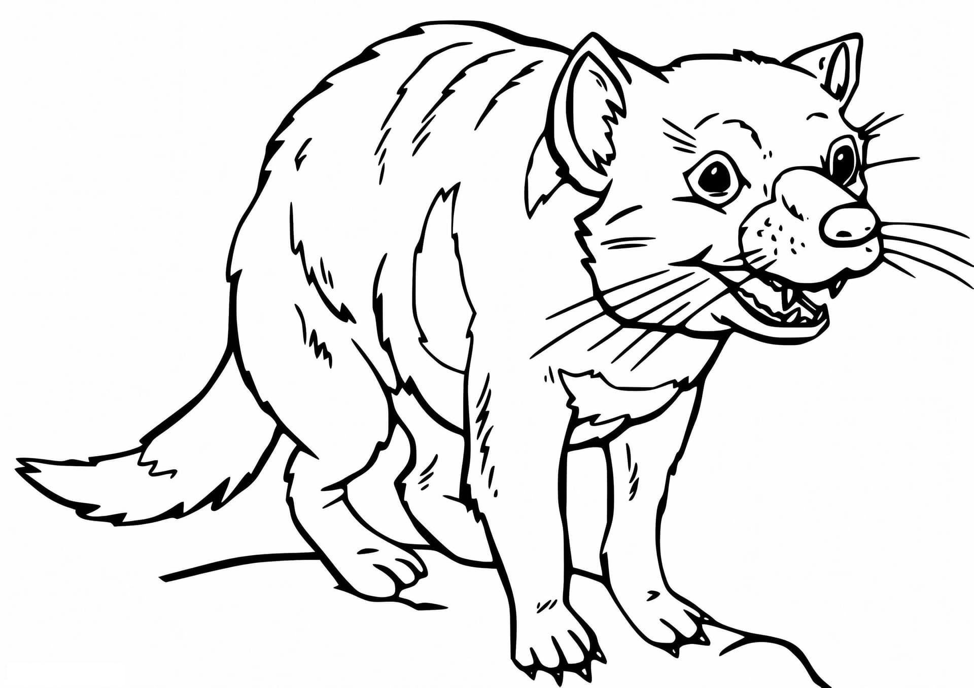 Funny Tasmanian Devil