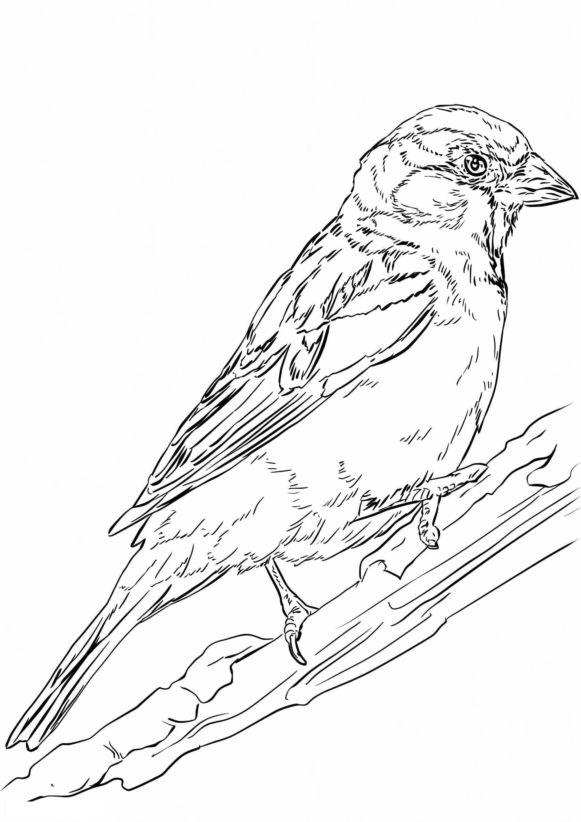 Sparrow