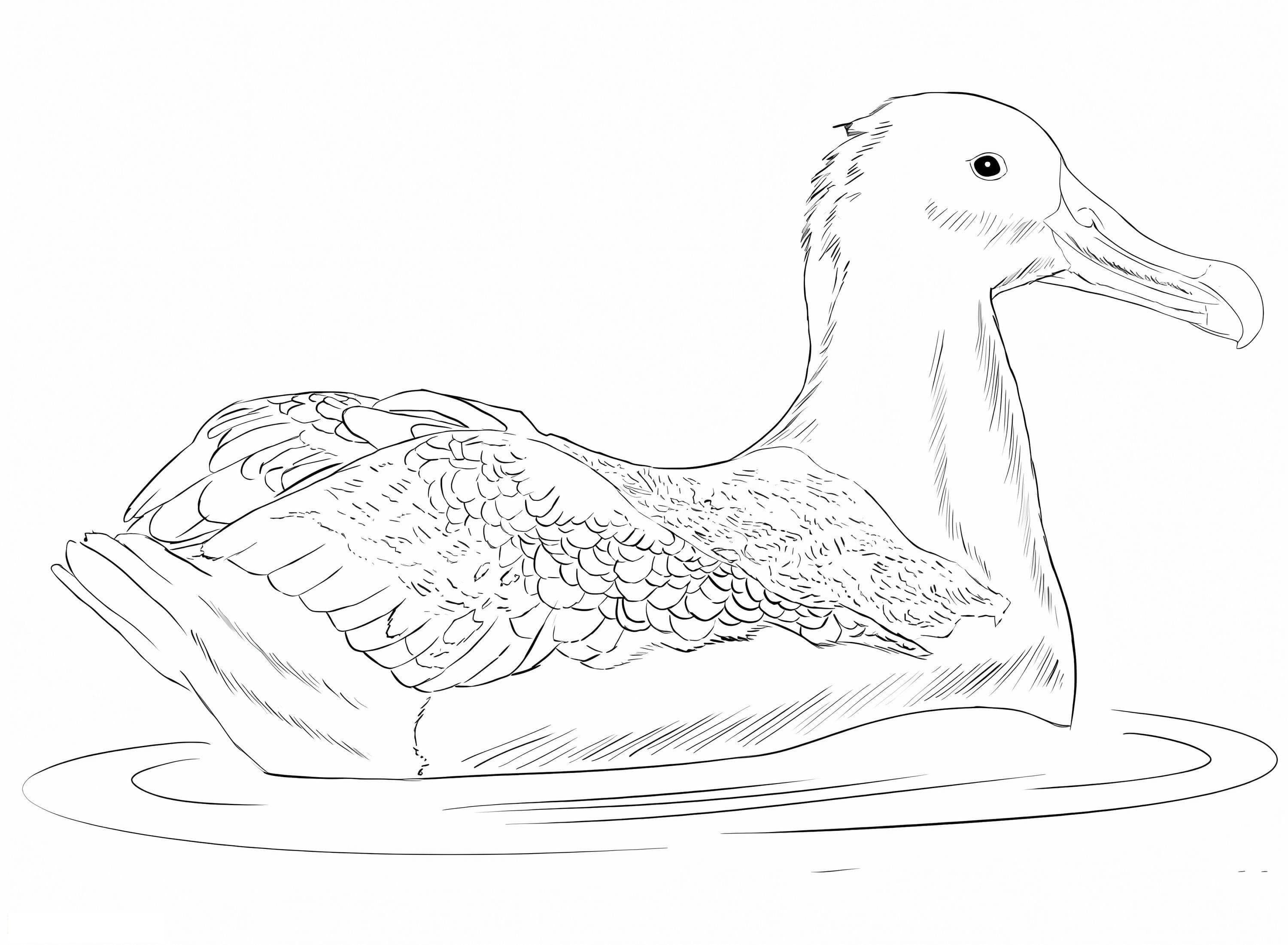 Great Albatross