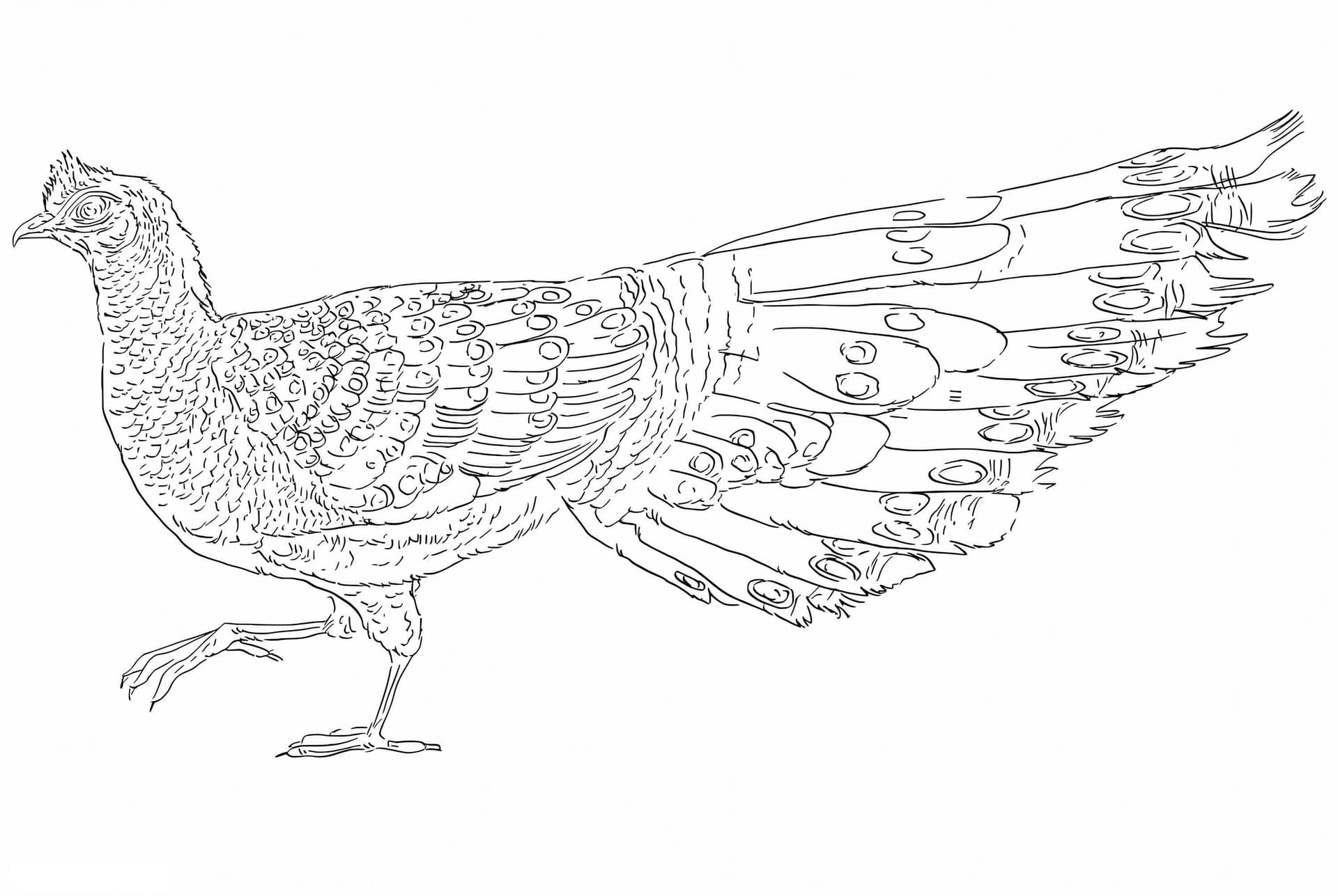 Grey Peacock Pheasant