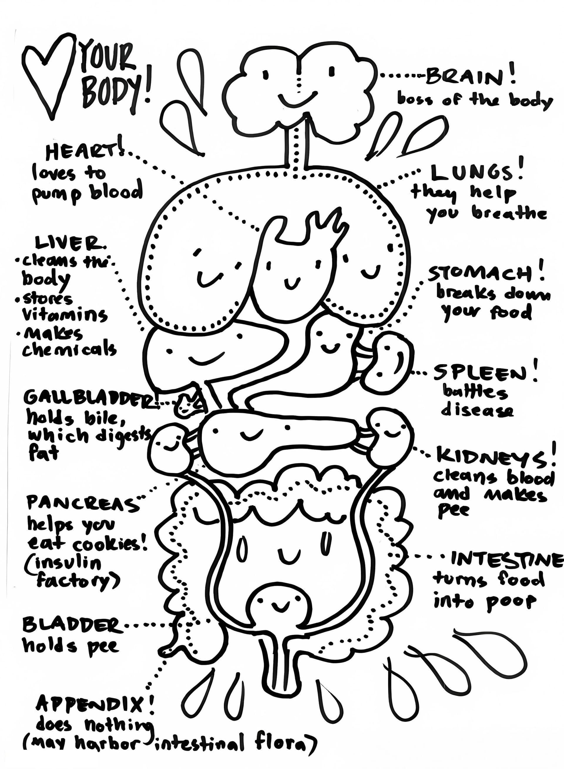 Human Body Systems