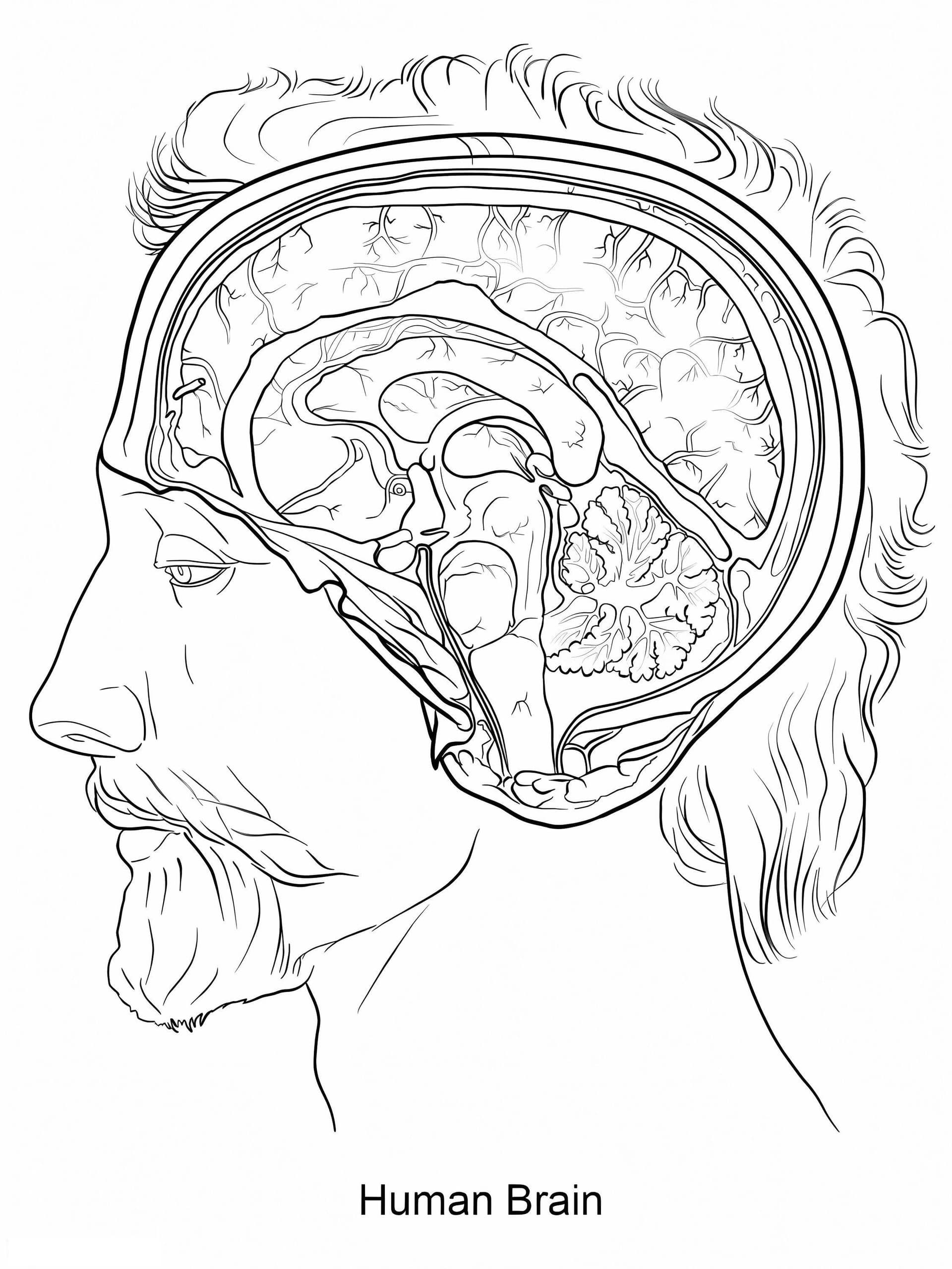 Human Brain 1