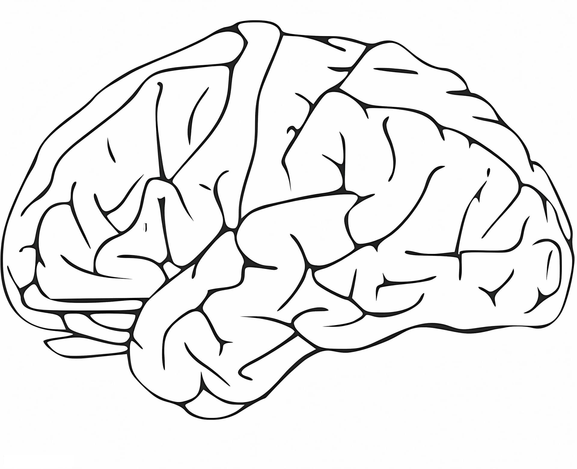 Human Brain 10