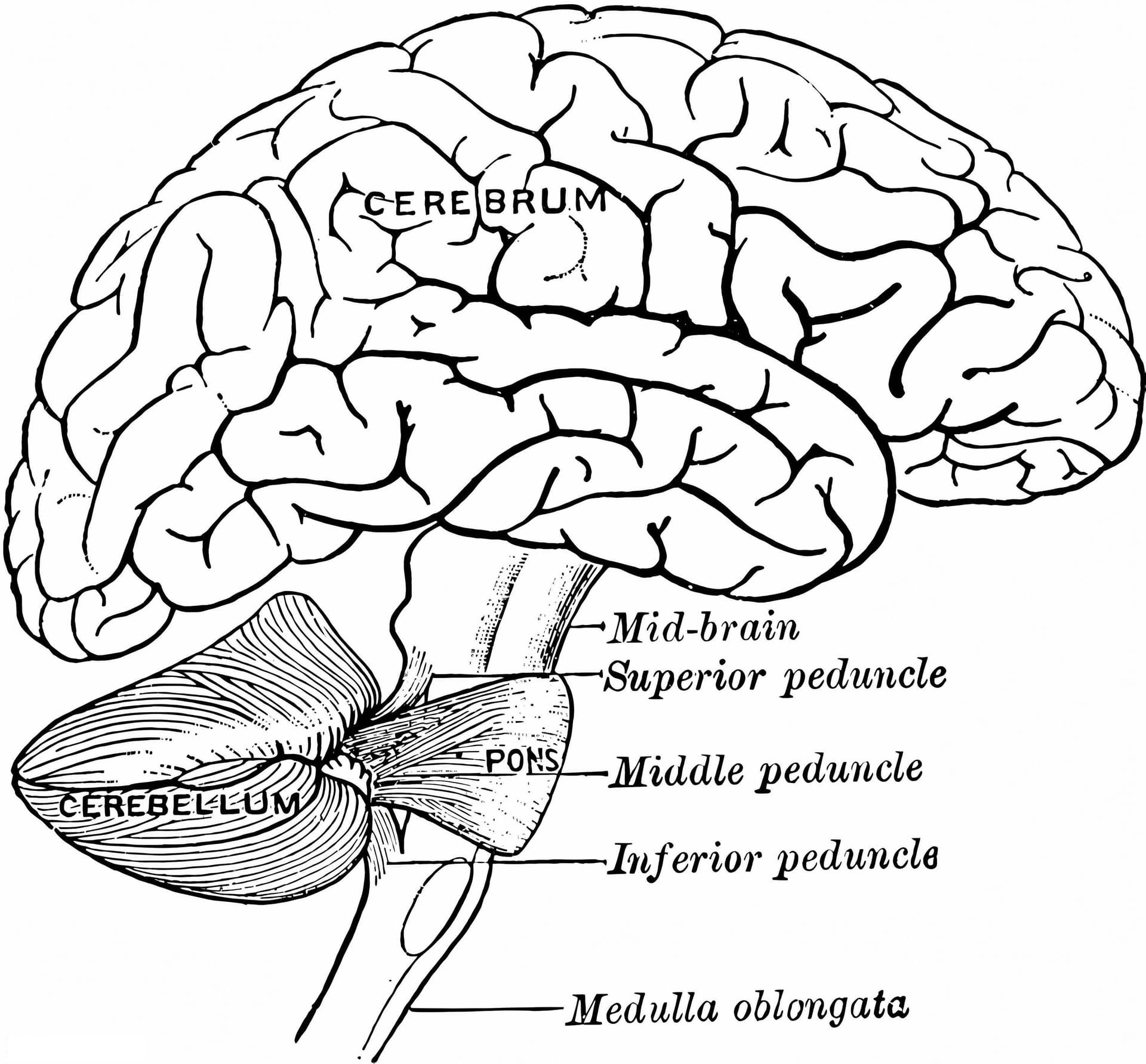 Human Brain 15