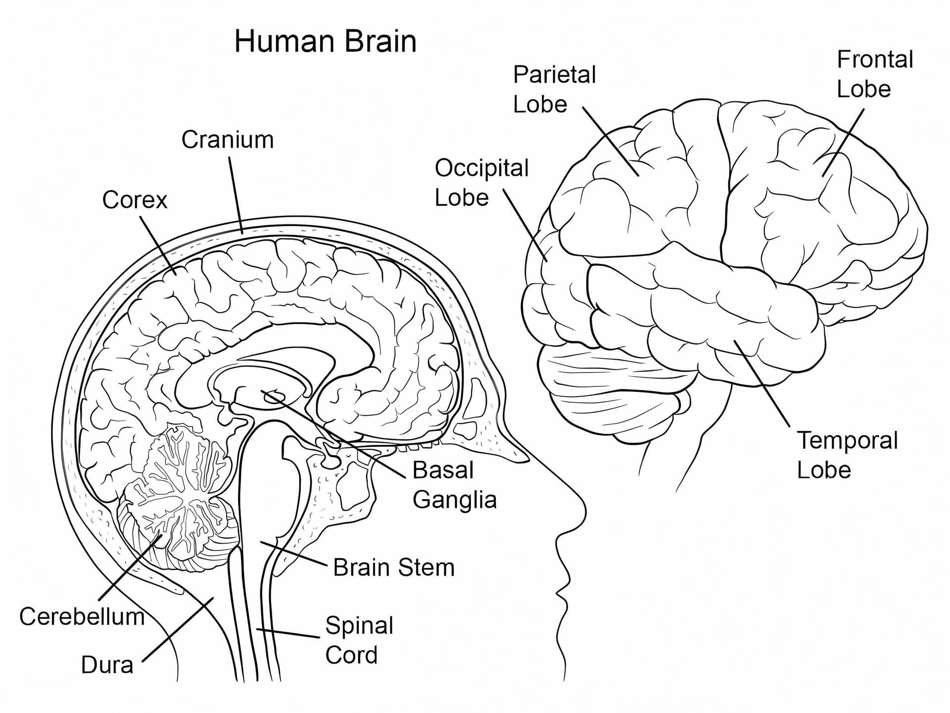 Human Brain Anatomy