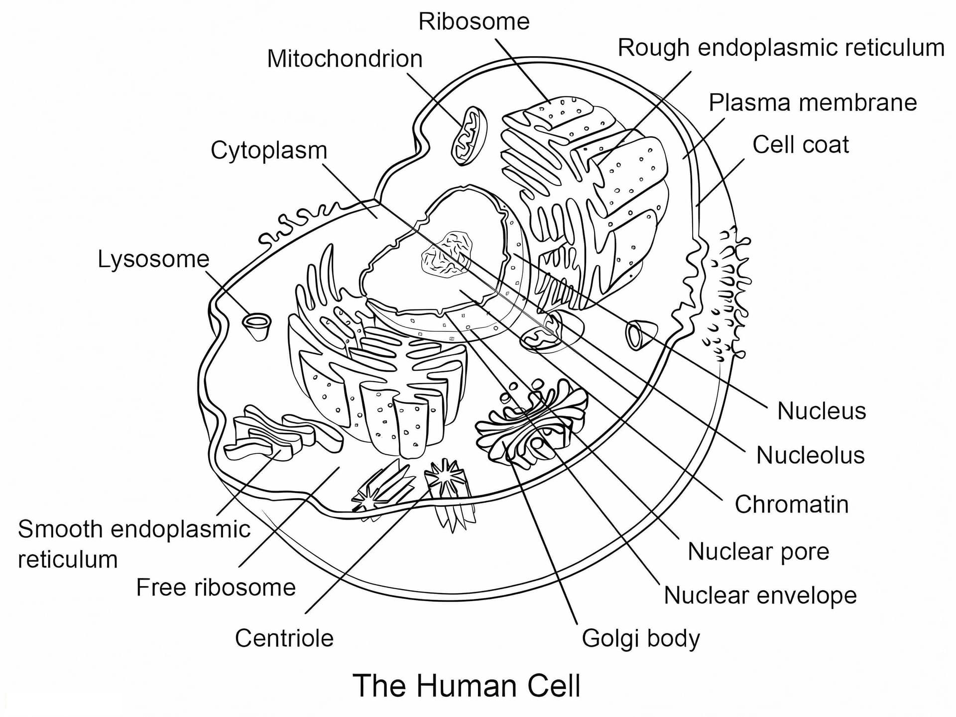 Human Cell