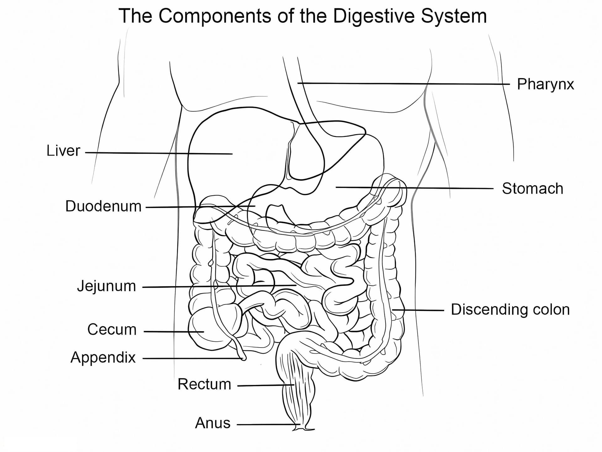 Human Digestive System