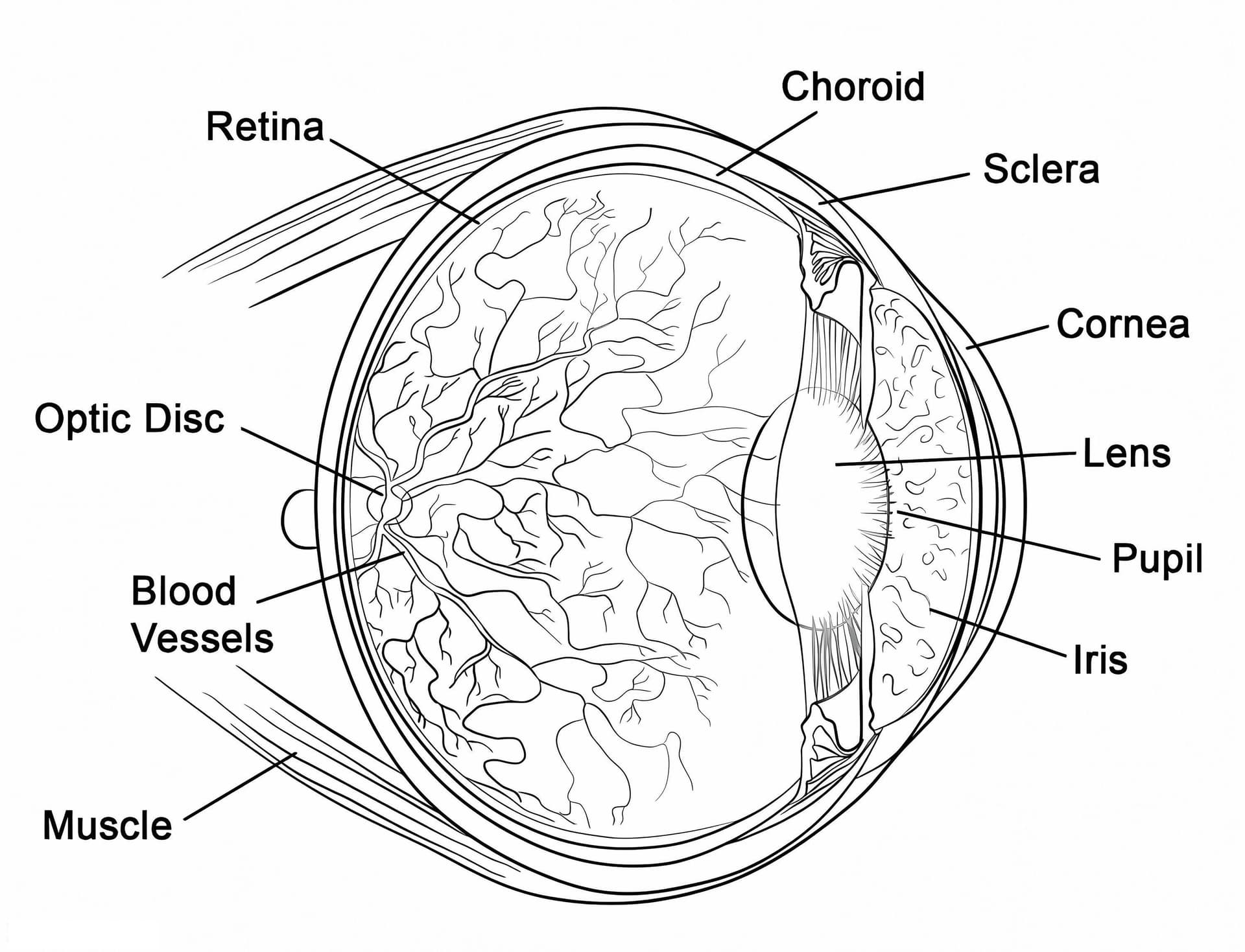 Human Eye