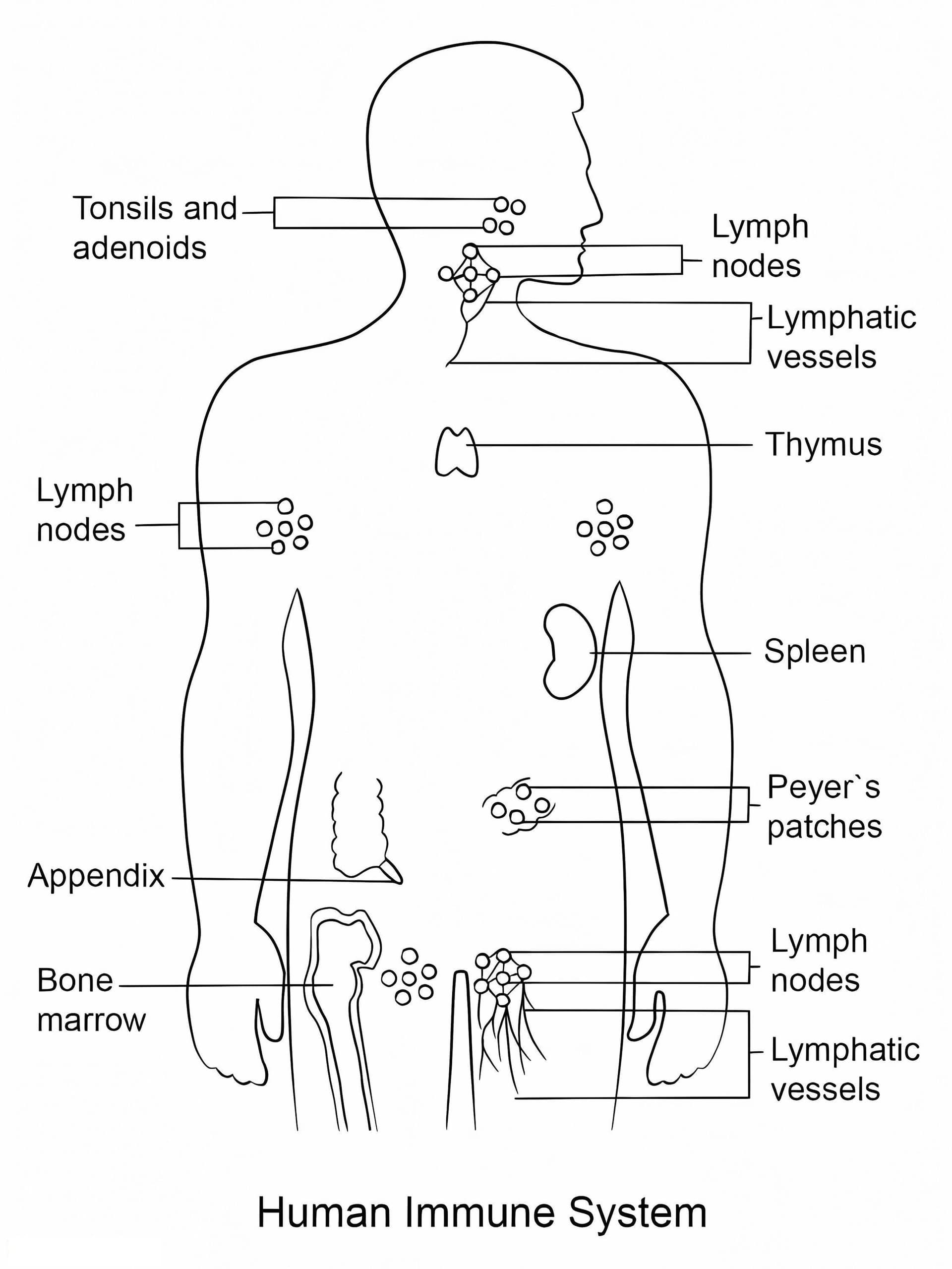 Human Immune System