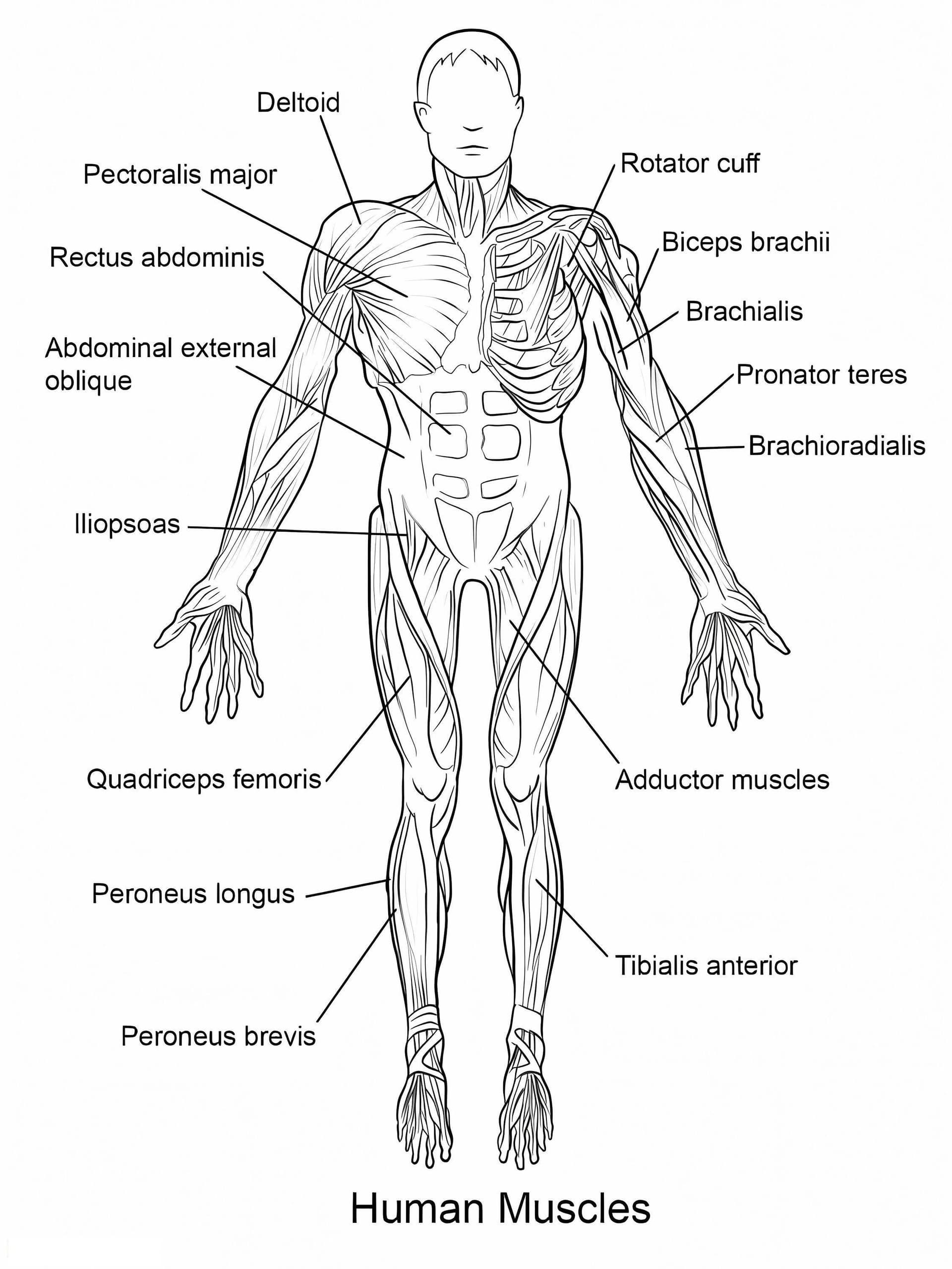 Human Muscles