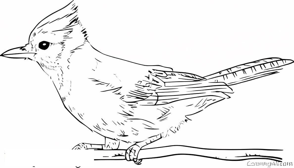 Jay Bird Printable