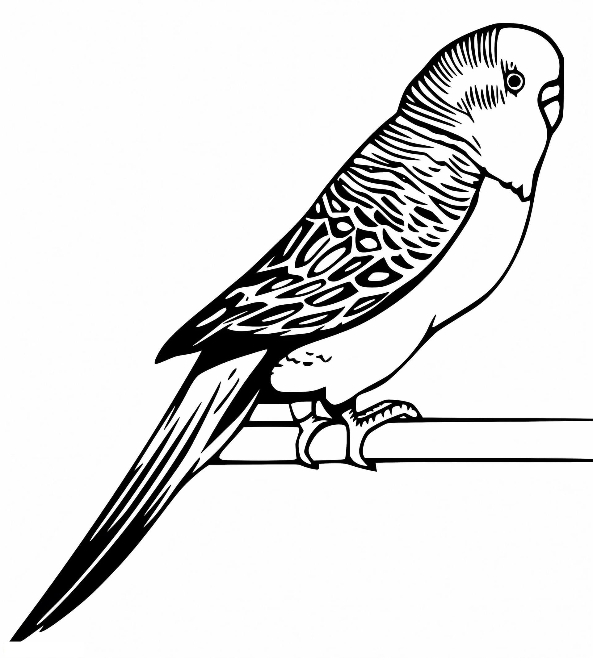 Little Parakeet